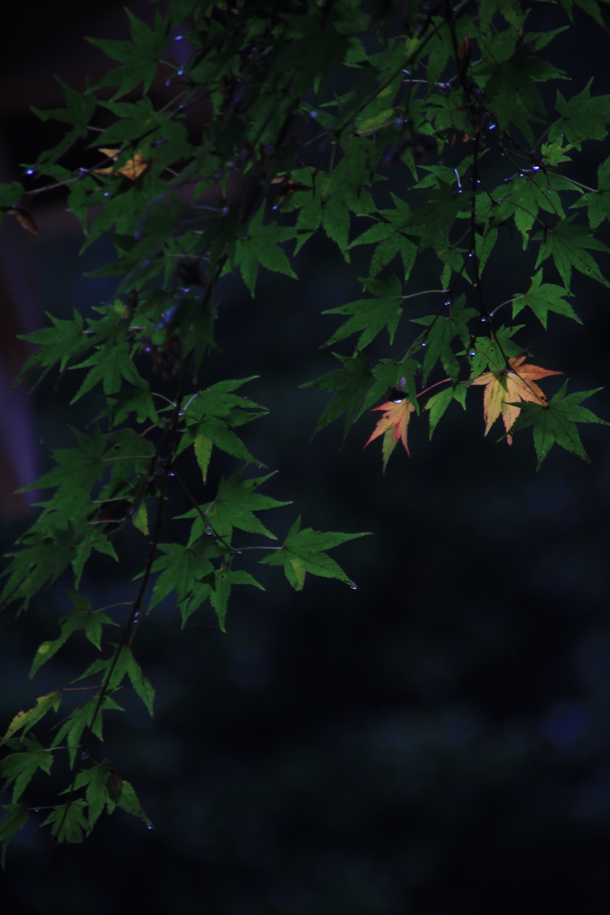 Canon EOS 100D (EOS Rebel SL1 / EOS Kiss X7) sample photo. One leaf red..... photography
