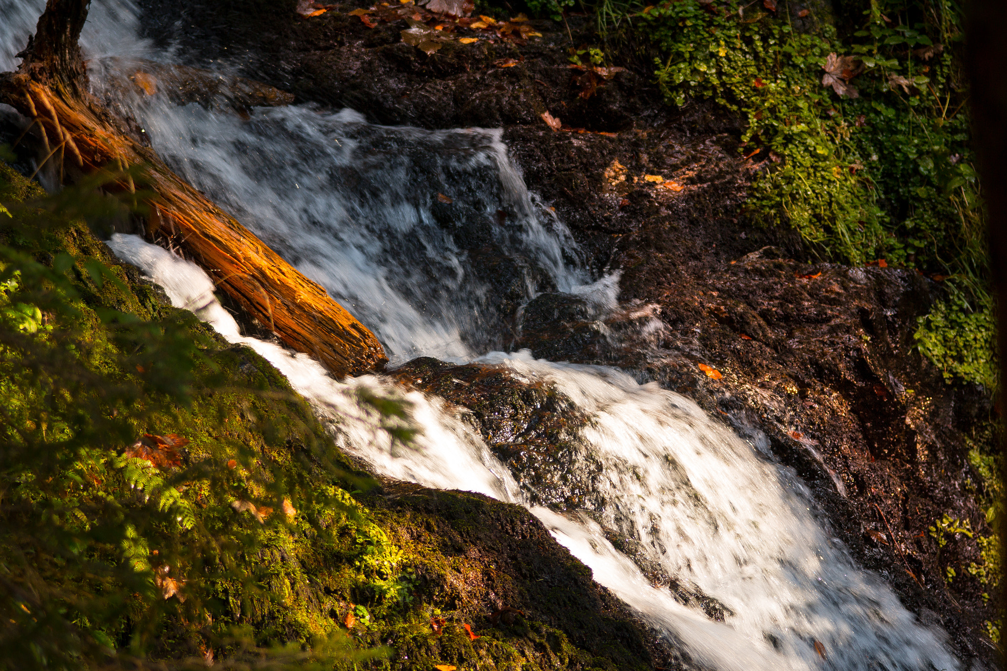 Sigma 105mm F2.8 EX DG Macro sample photo. Wasserfholz photography