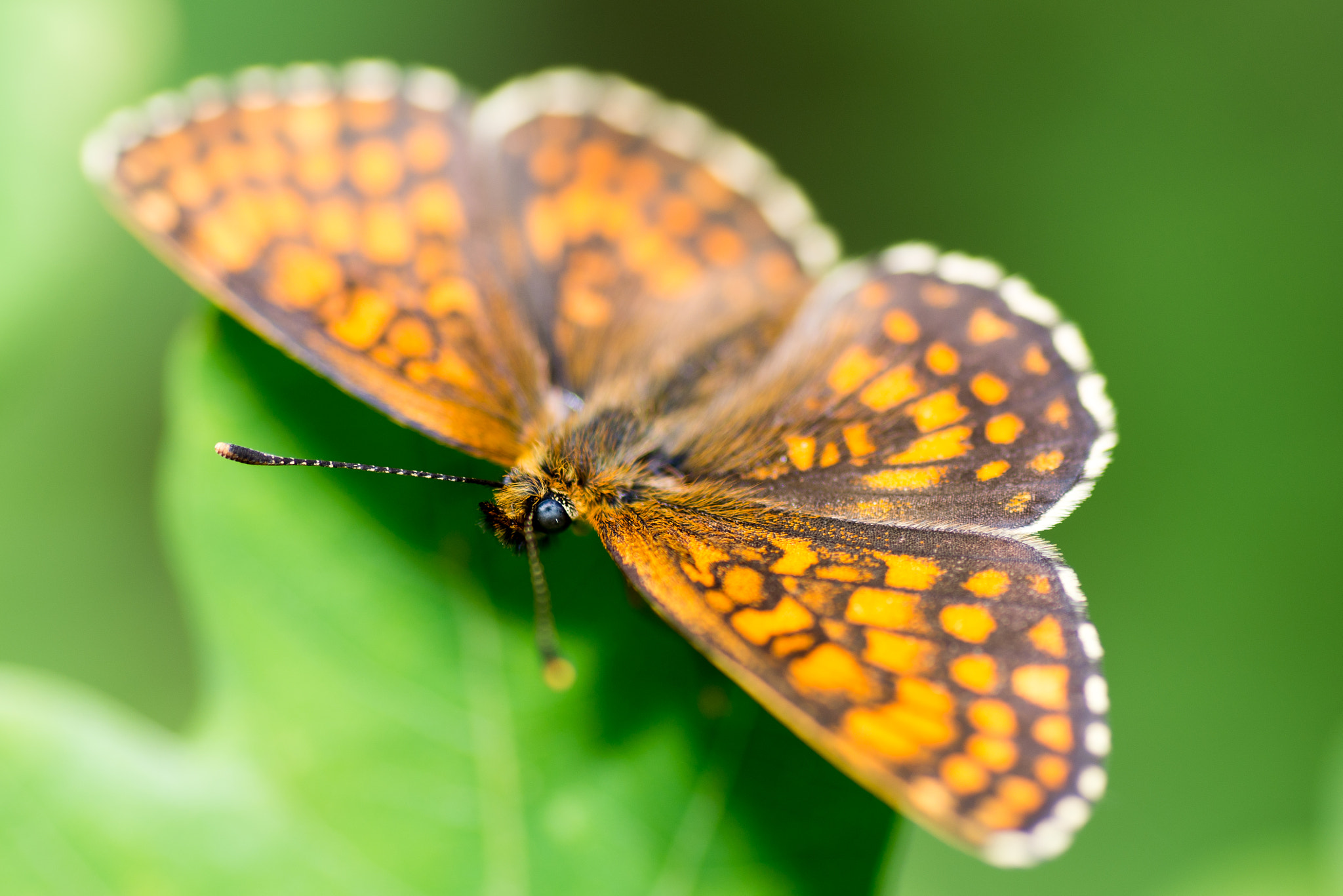 Nikon D600 sample photo. Butterfly photography