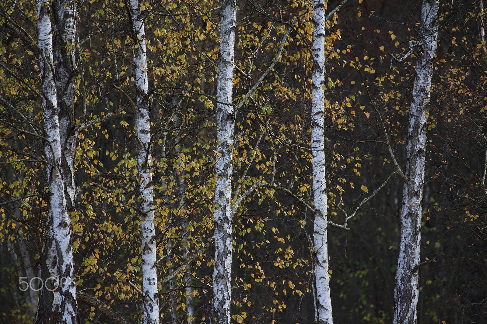 Canon EOS 650D (EOS Rebel T4i / EOS Kiss X6i) + Tamron SP 70-300mm F4-5.6 Di VC USD sample photo. Birch forest photography