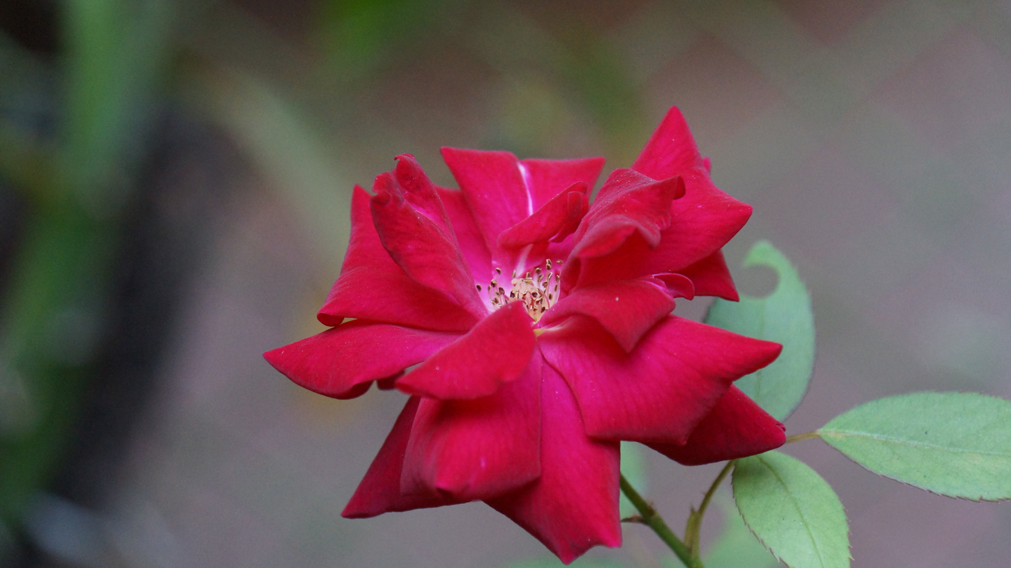 Sony DT 16-105mm F3.5-5.6 sample photo. Gulaab photography
