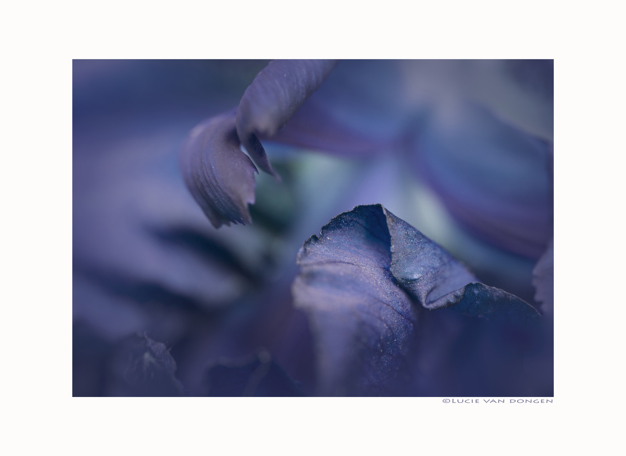 Nikon D610 + Nikon AF Micro-Nikkor 60mm F2.8D sample photo. Iris photography
