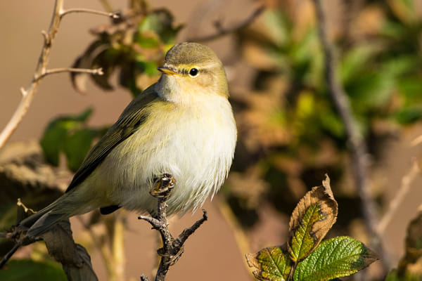 NIKONＤ5300 Nikon D5300 + Nikon AF-S Nikkor 80-400mm F4.5-5.6G ED VR