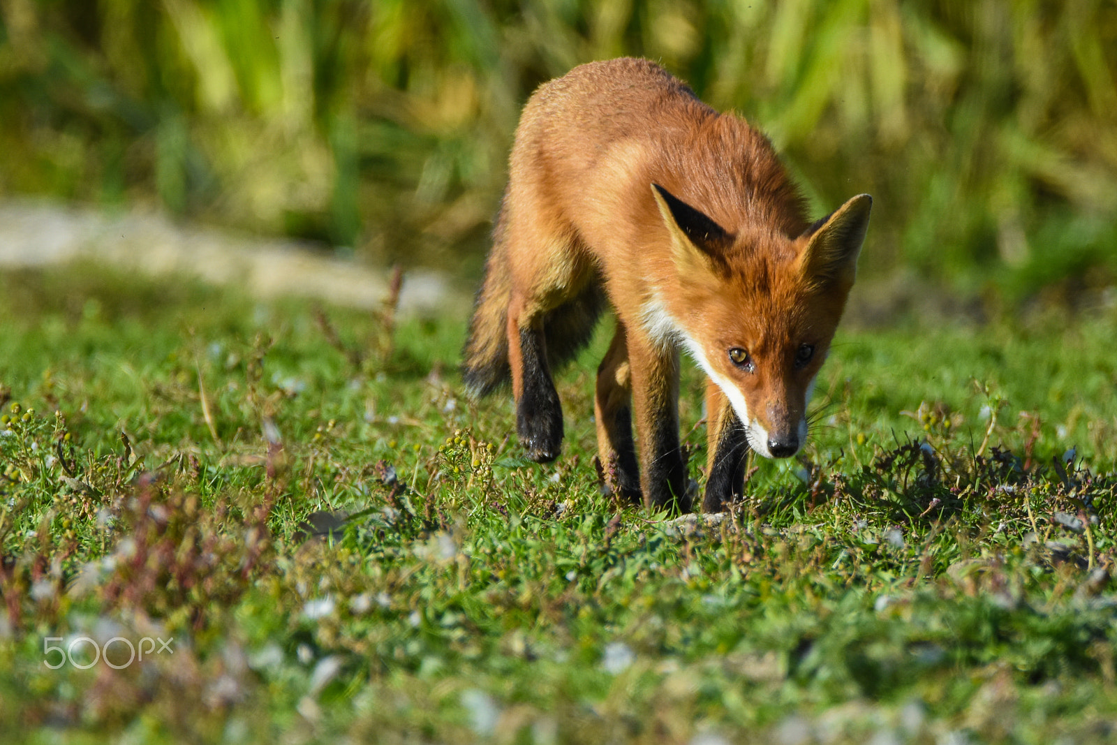 Tamron SP 150-600mm F5-6.3 Di VC USD sample photo. A cute fox photography