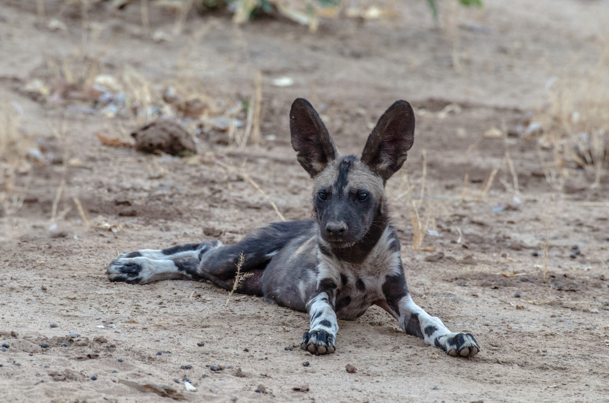 Nikon AF-S Nikkor 200-500mm F5.6E ED VR sample photo. African wild dog pup photography