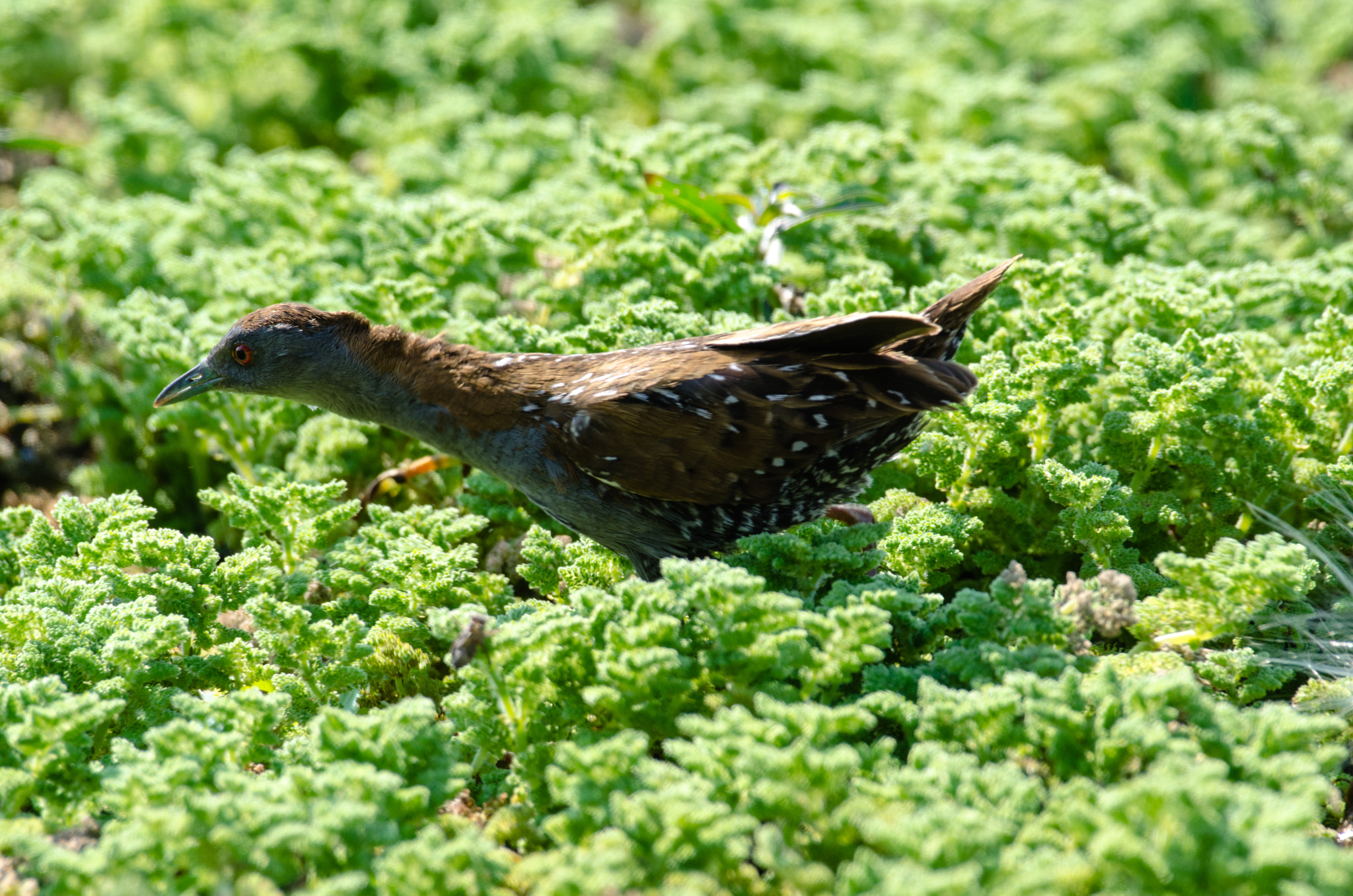 Nikon AF-S Nikkor 200-500mm F5.6E ED VR sample photo. Baillons crake feeding in nile cabbage photography