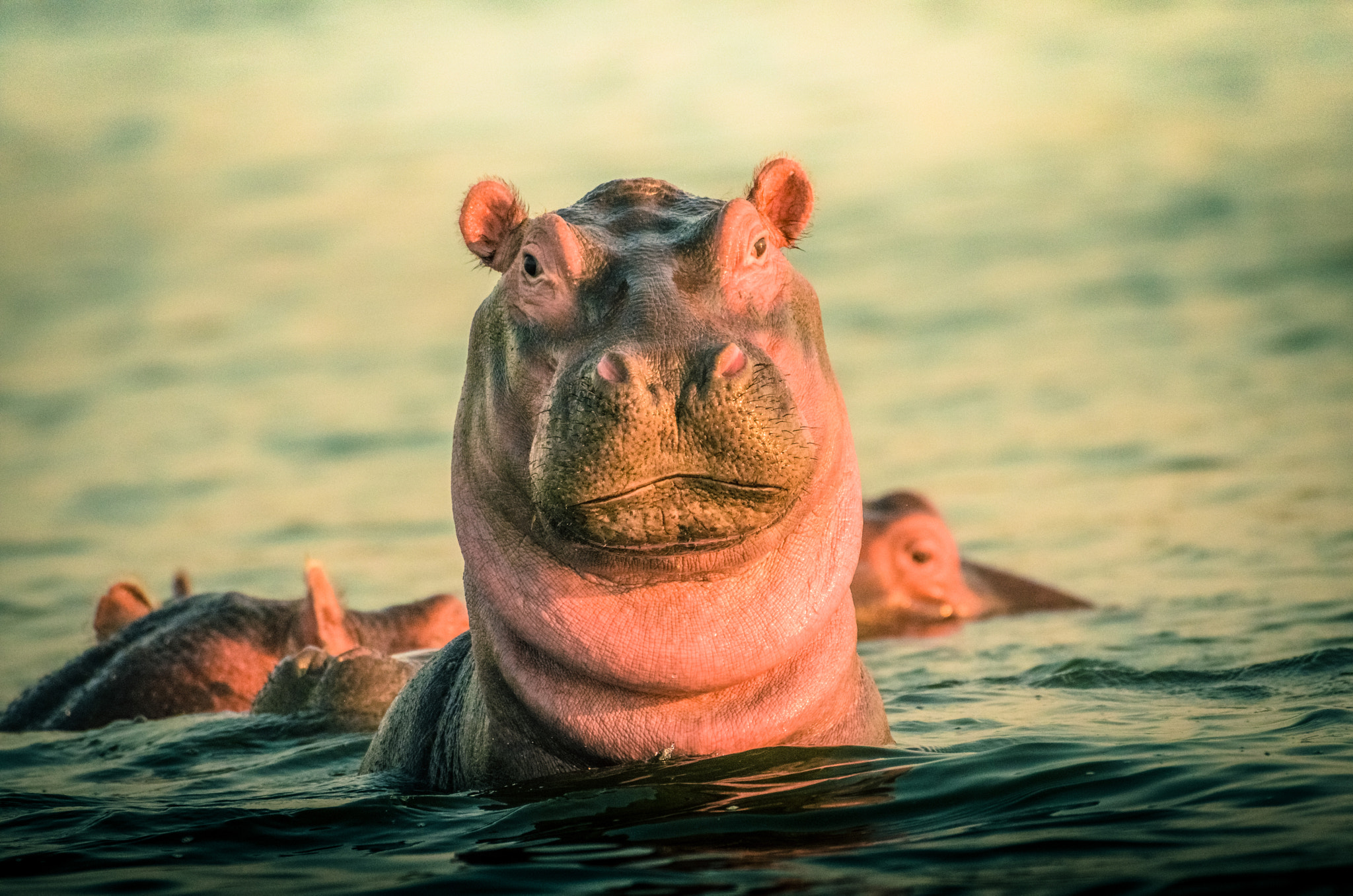 Nikon AF-S Nikkor 200-500mm F5.6E ED VR sample photo. Hippopotamus photography