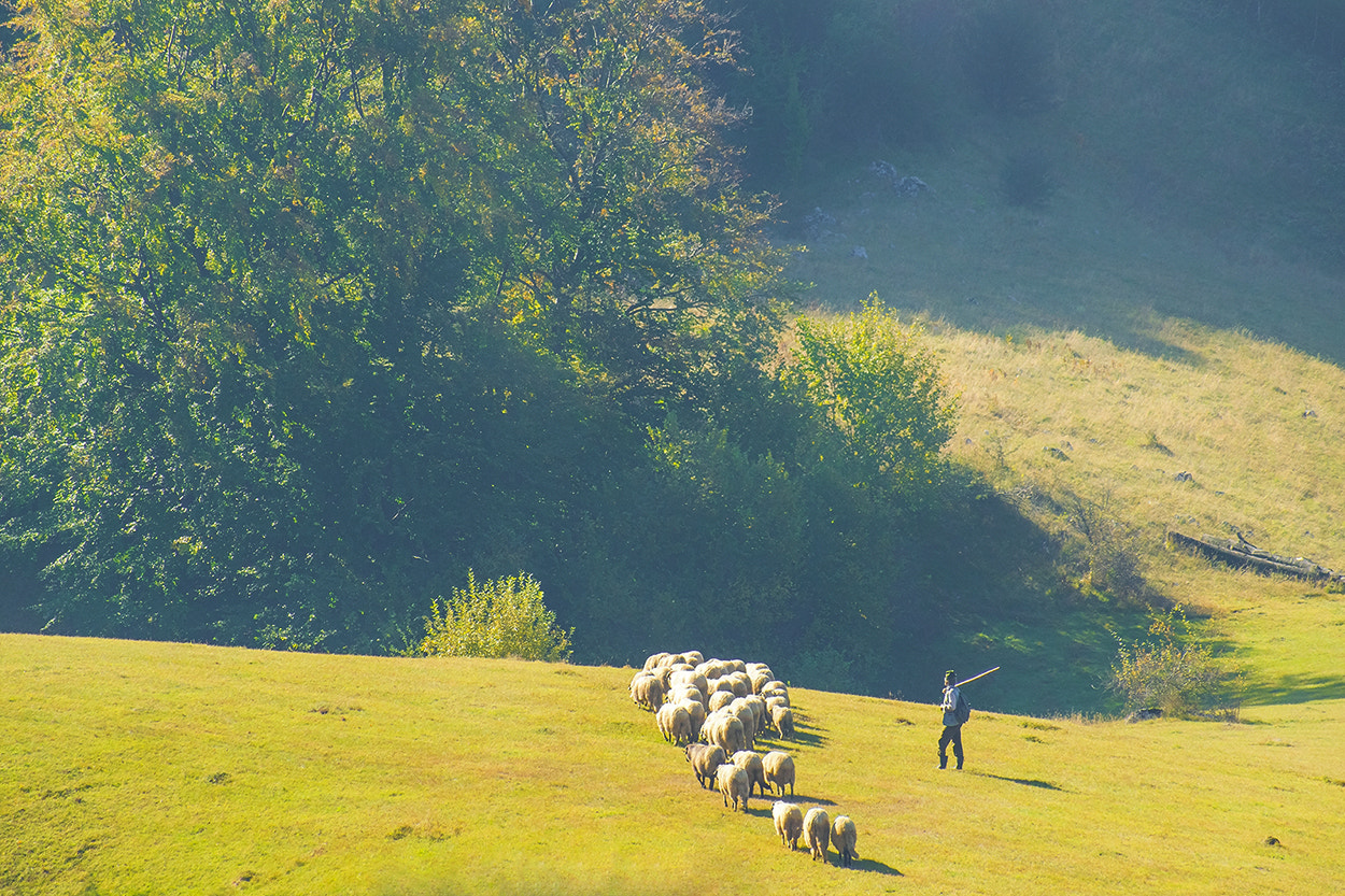 Sony 75-300mm F4.5-5.6 sample photo. Pastoral photography
