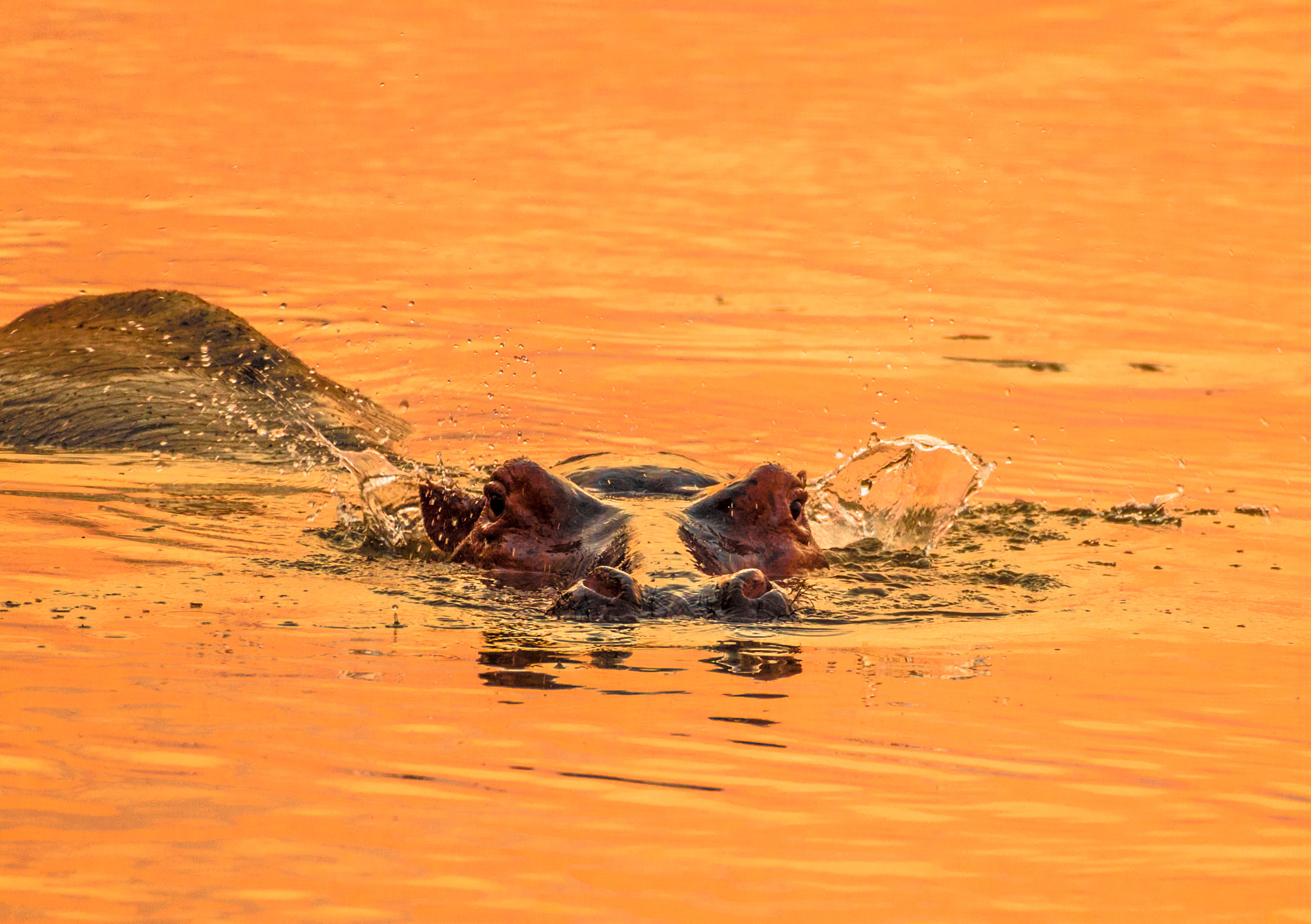 Nikon AF-S Nikkor 200-500mm F5.6E ED VR sample photo. Hippopotamus (wiggle my ears) photography