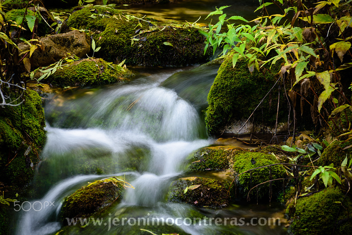 AF Zoom-Nikkor 80-200mm f/2.8 ED sample photo. Behind the musgo photography
