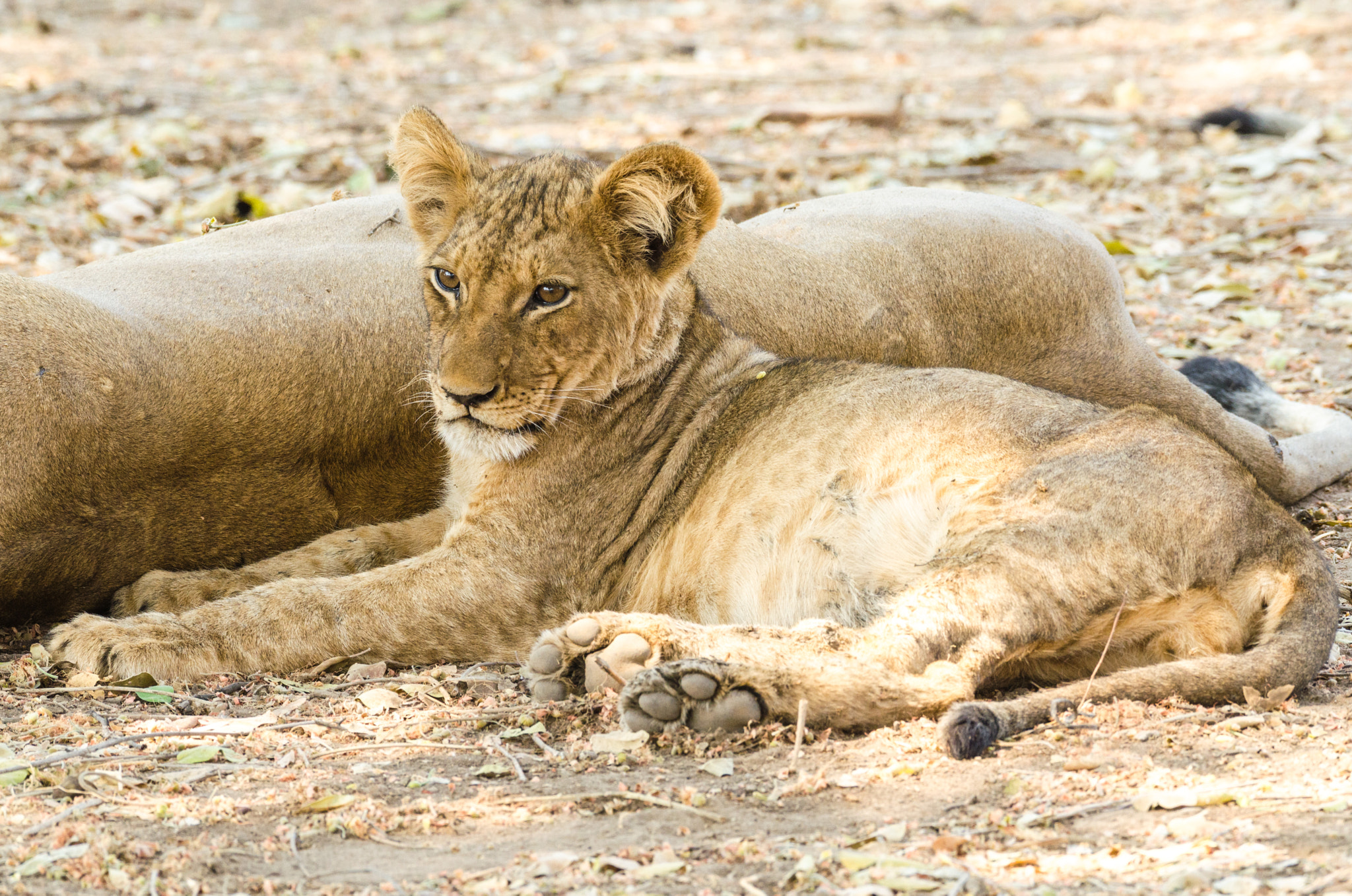 Nikon AF-S Nikkor 200-500mm F5.6E ED VR sample photo. Lioncub photography