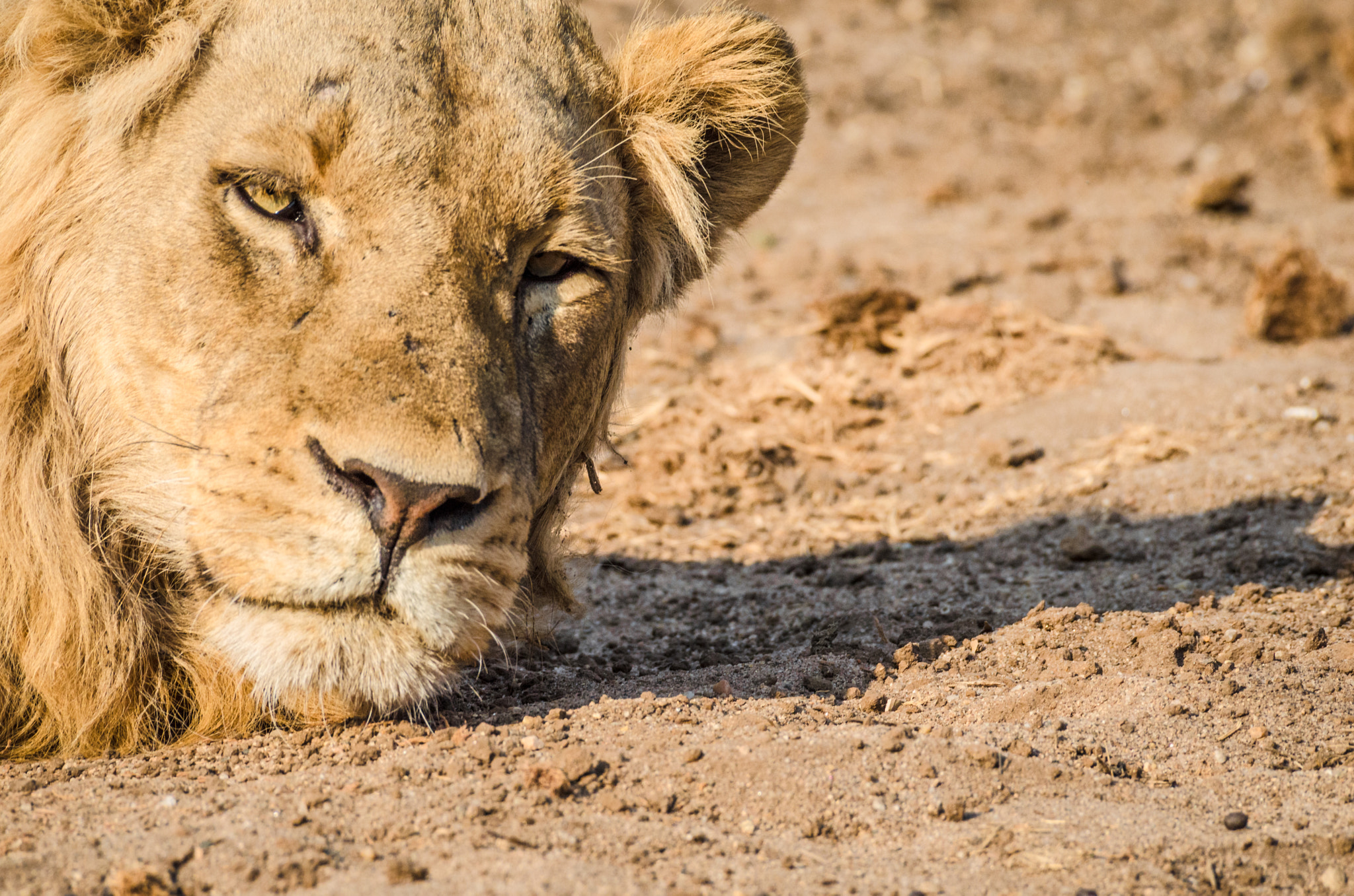 Nikon AF-S Nikkor 200-500mm F5.6E ED VR sample photo. Malelion photography