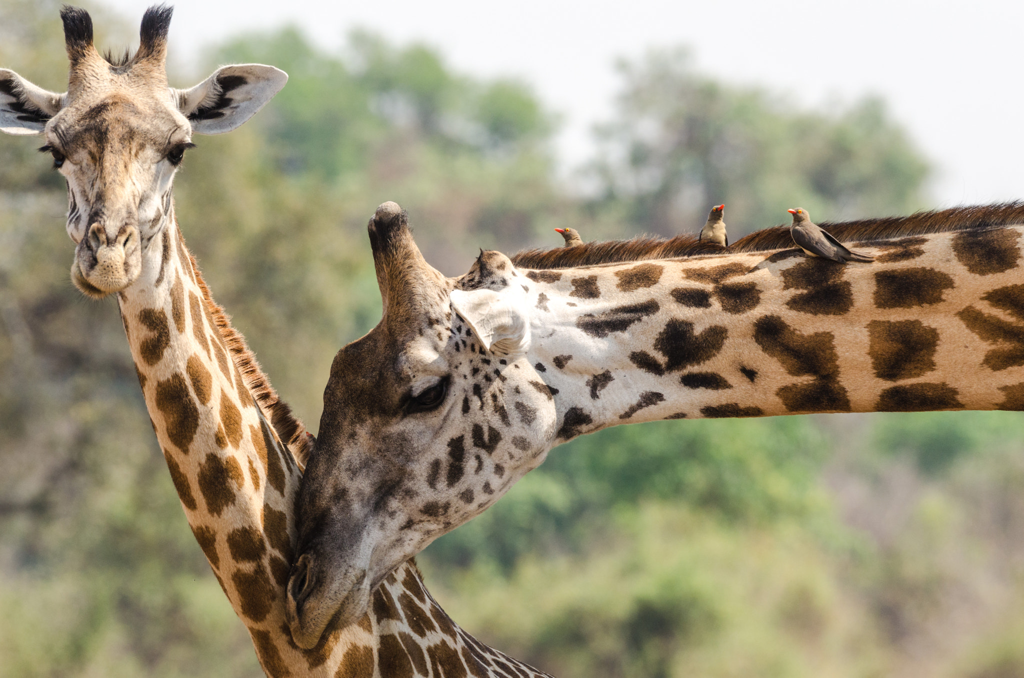 Nikon AF-S Nikkor 200-500mm F5.6E ED VR sample photo. Thornicroftgiraffe photography