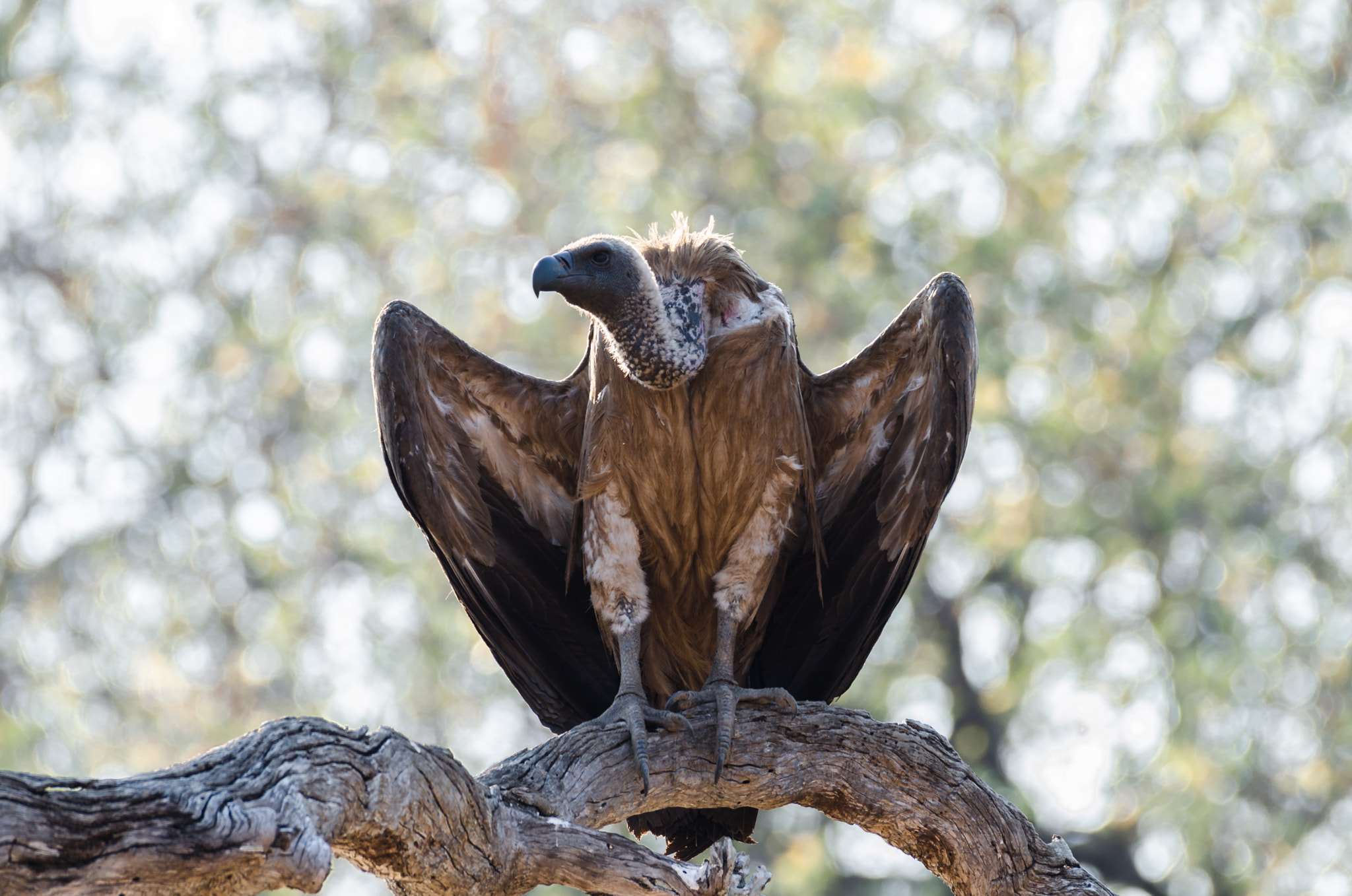 Nikon AF-S Nikkor 200-500mm F5.6E ED VR sample photo. White backed vulture photography