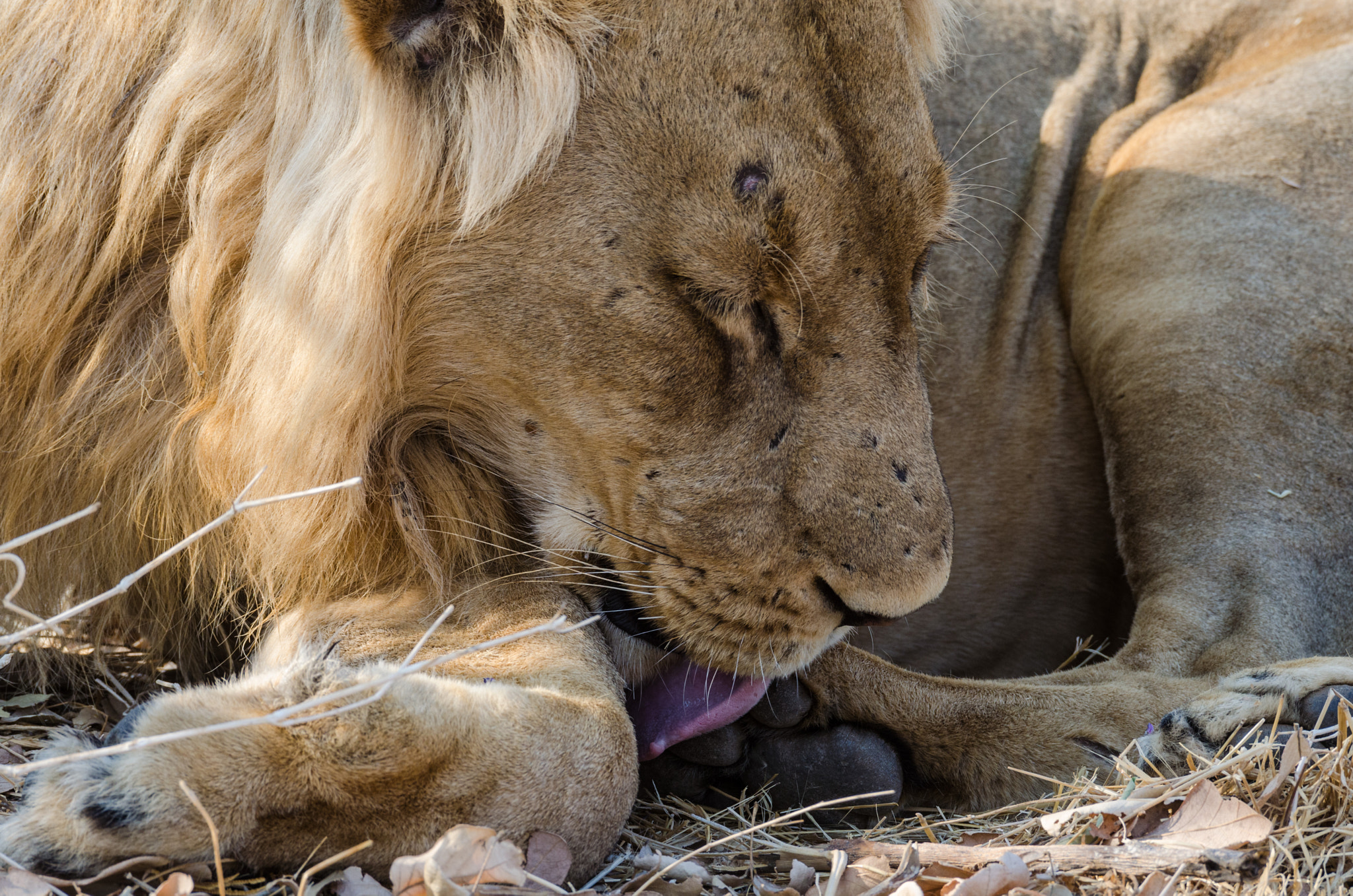 Nikon AF-S Nikkor 200-500mm F5.6E ED VR sample photo. Youngmalelion photography