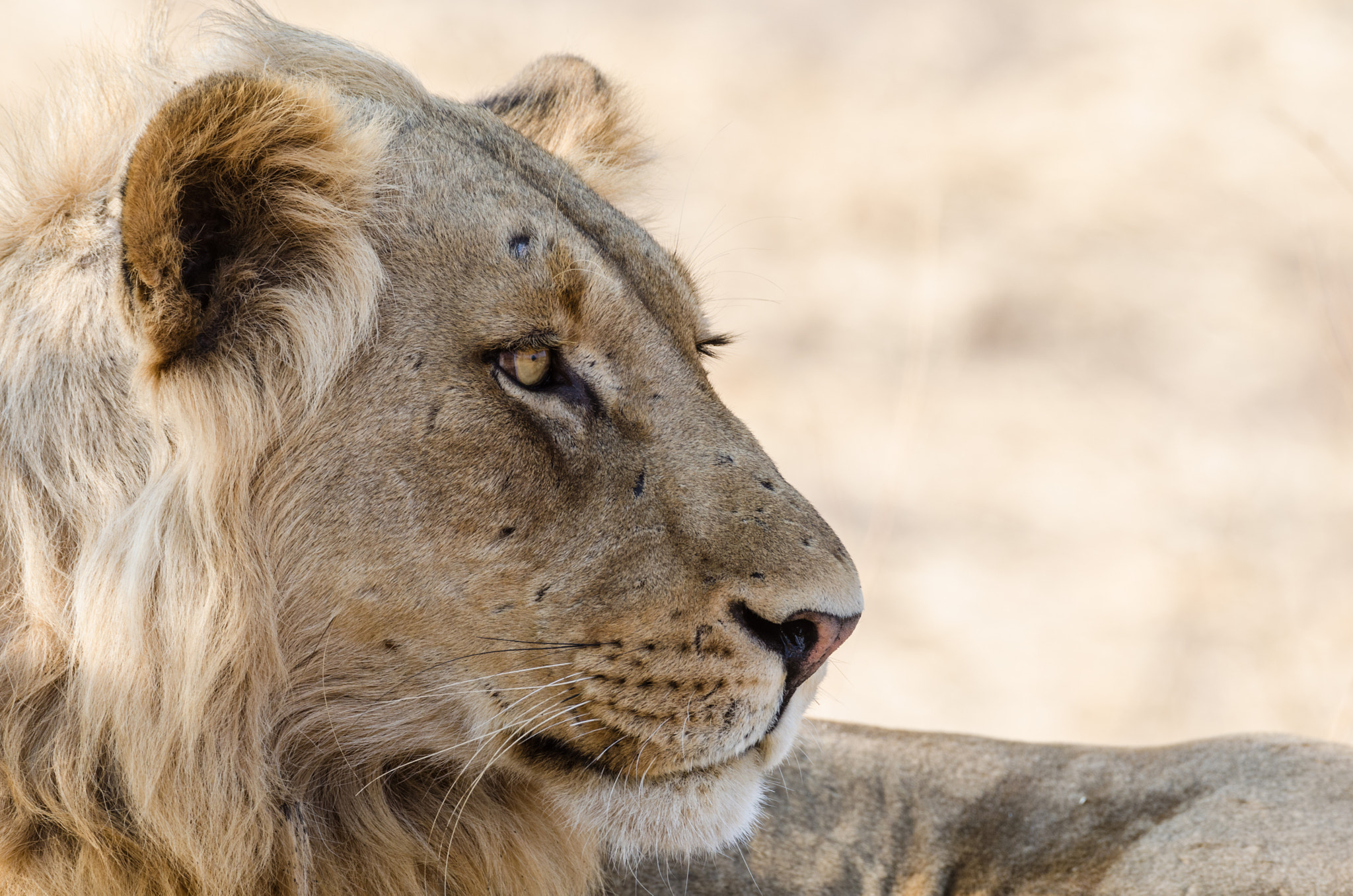 Nikon AF-S Nikkor 200-500mm F5.6E ED VR sample photo. Young male lion photography
