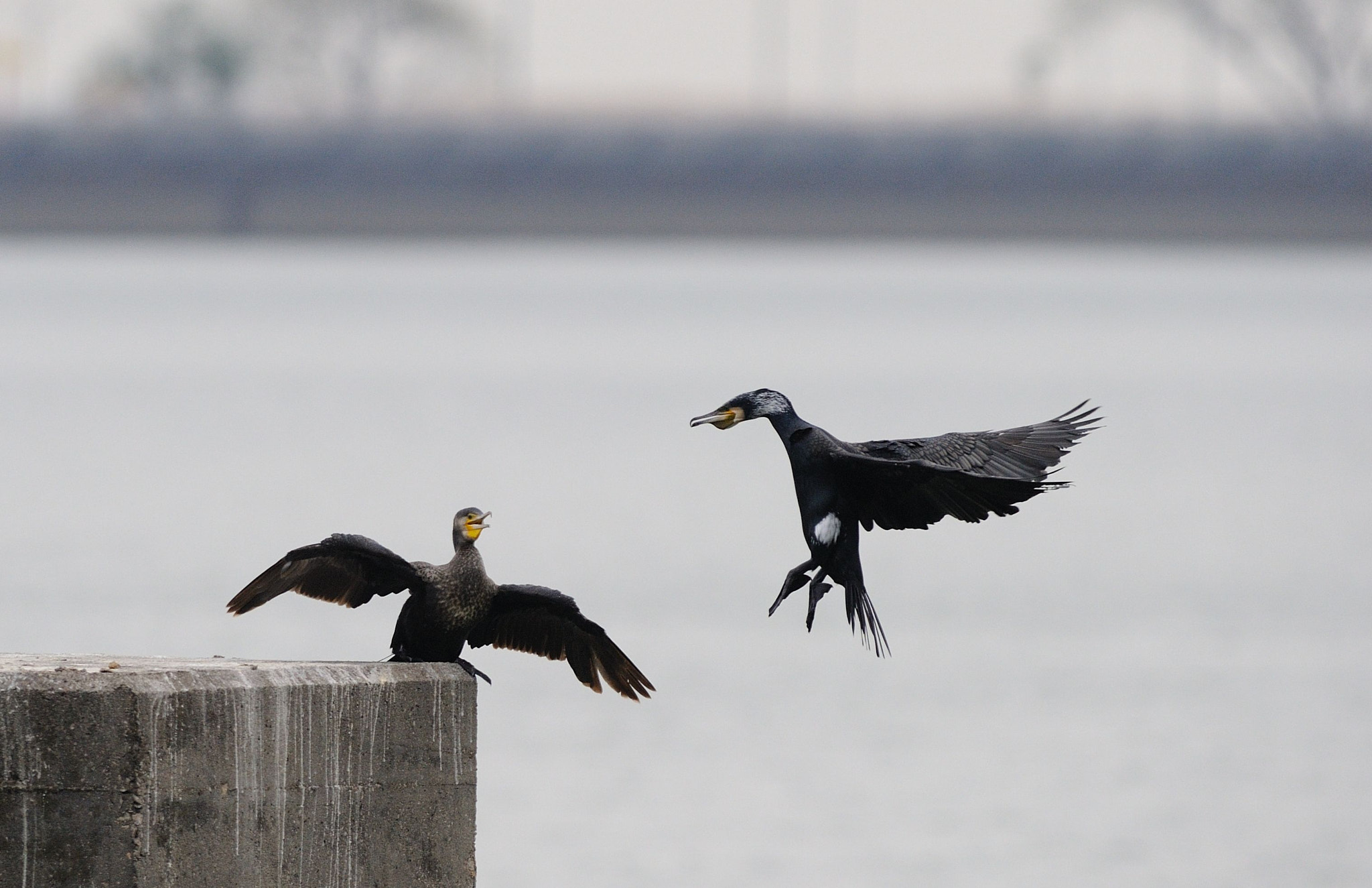 Nikon AF-S Nikkor 300mm F2.8G ED VR II sample photo. Dsc photography