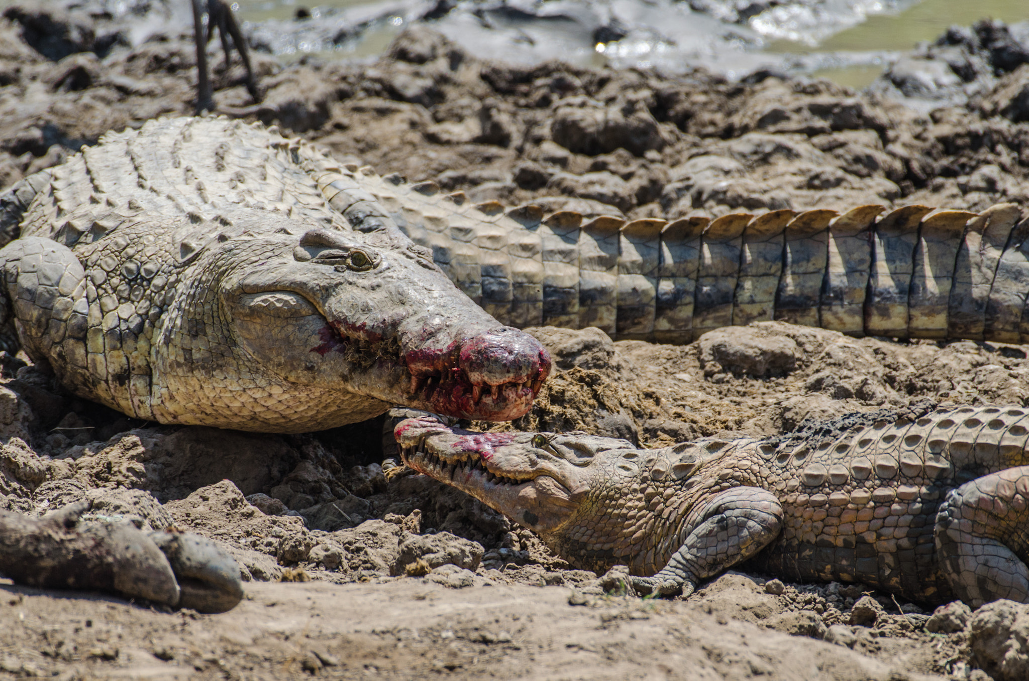 Nikon AF-S Nikkor 200-500mm F5.6E ED VR sample photo. Twocrocs and a buffalo photography