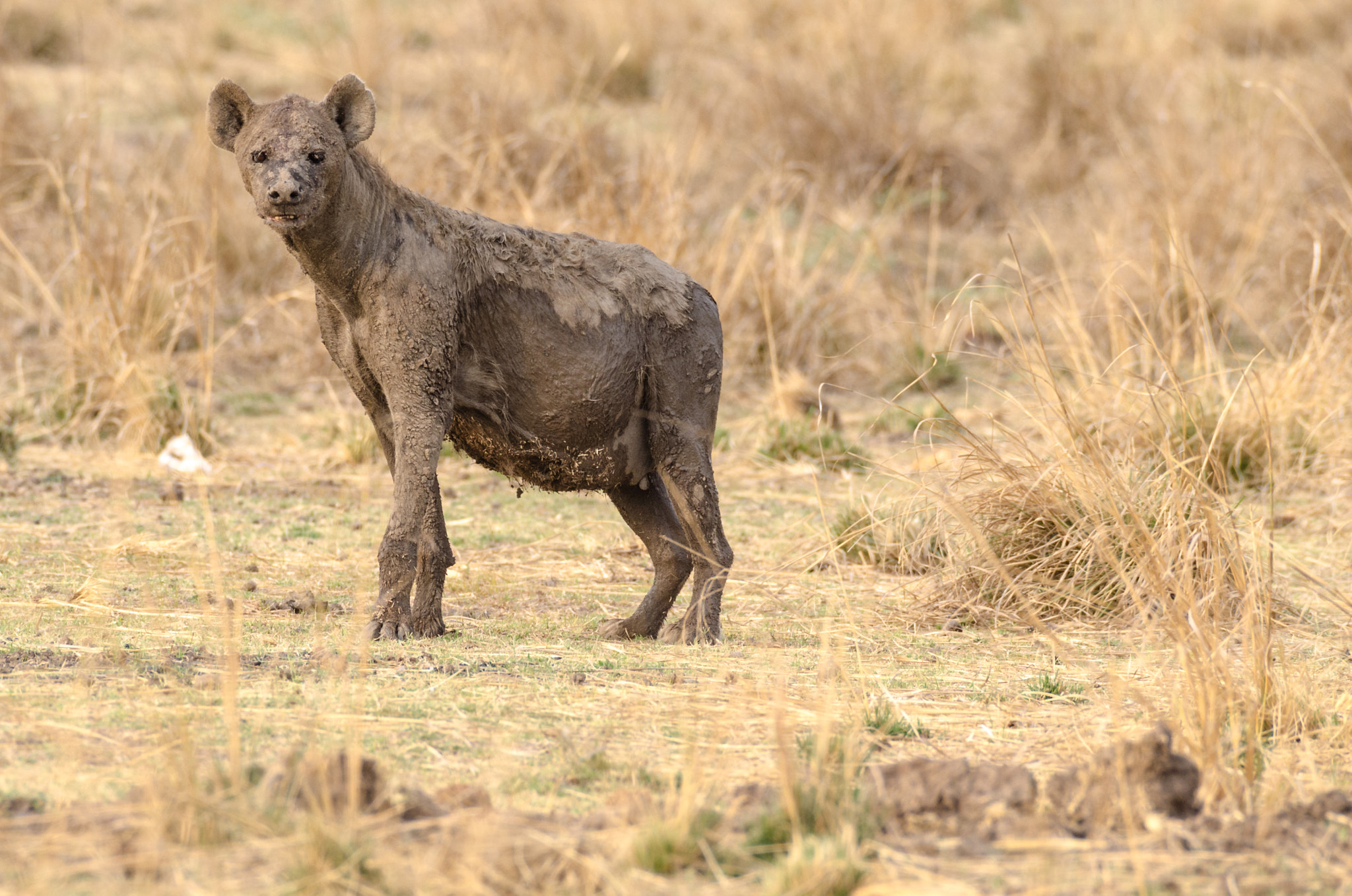 Nikon AF-S Nikkor 200-500mm F5.6E ED VR sample photo. Spottedhyena photography