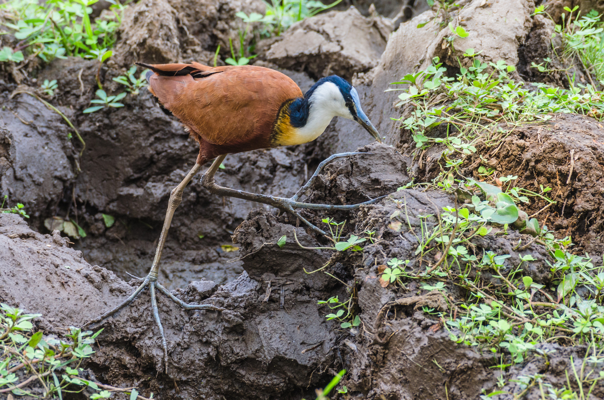 Nikon AF-S Nikkor 200-500mm F5.6E ED VR sample photo. African jacana photography