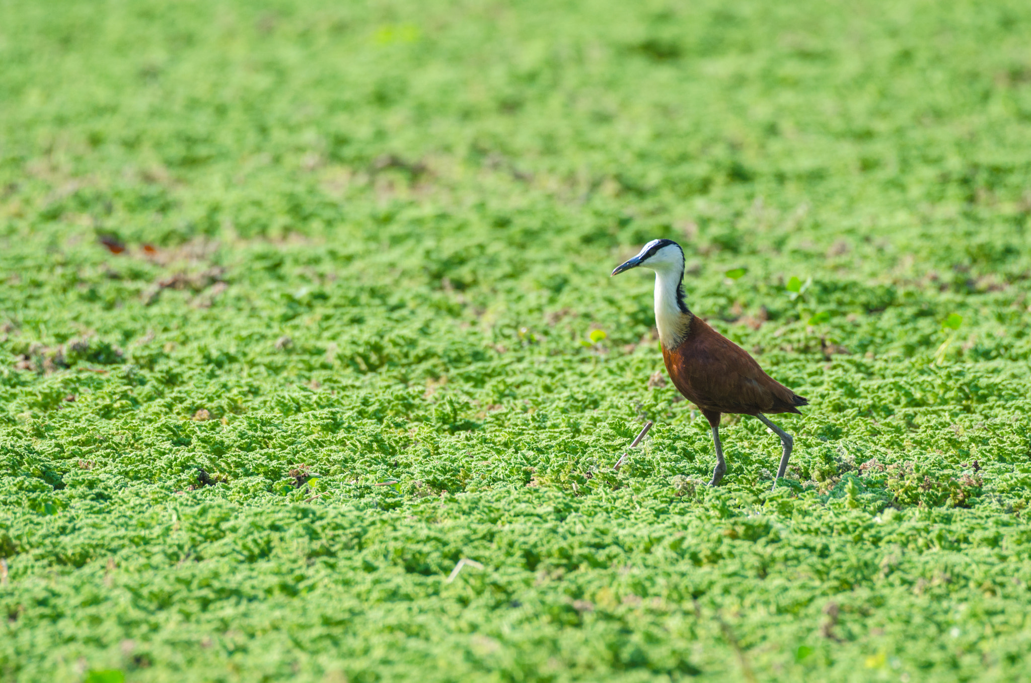 Nikon AF-S Nikkor 200-500mm F5.6E ED VR sample photo. African jacana in nile cabbage photography