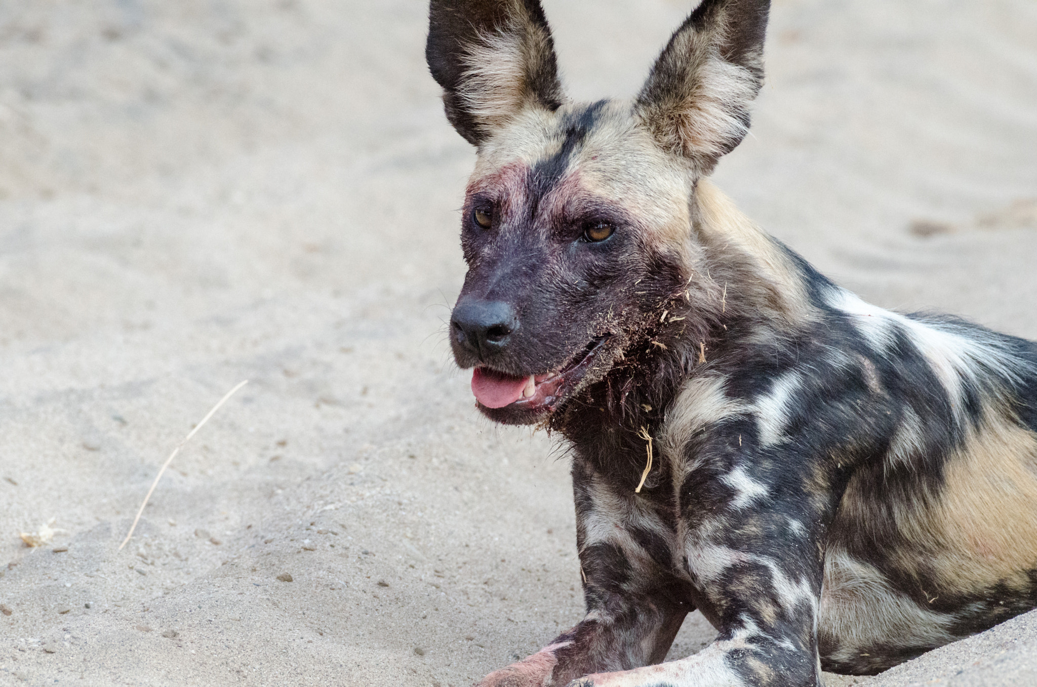 Nikon AF-S Nikkor 200-500mm F5.6E ED VR sample photo. Adult african wild dog photography