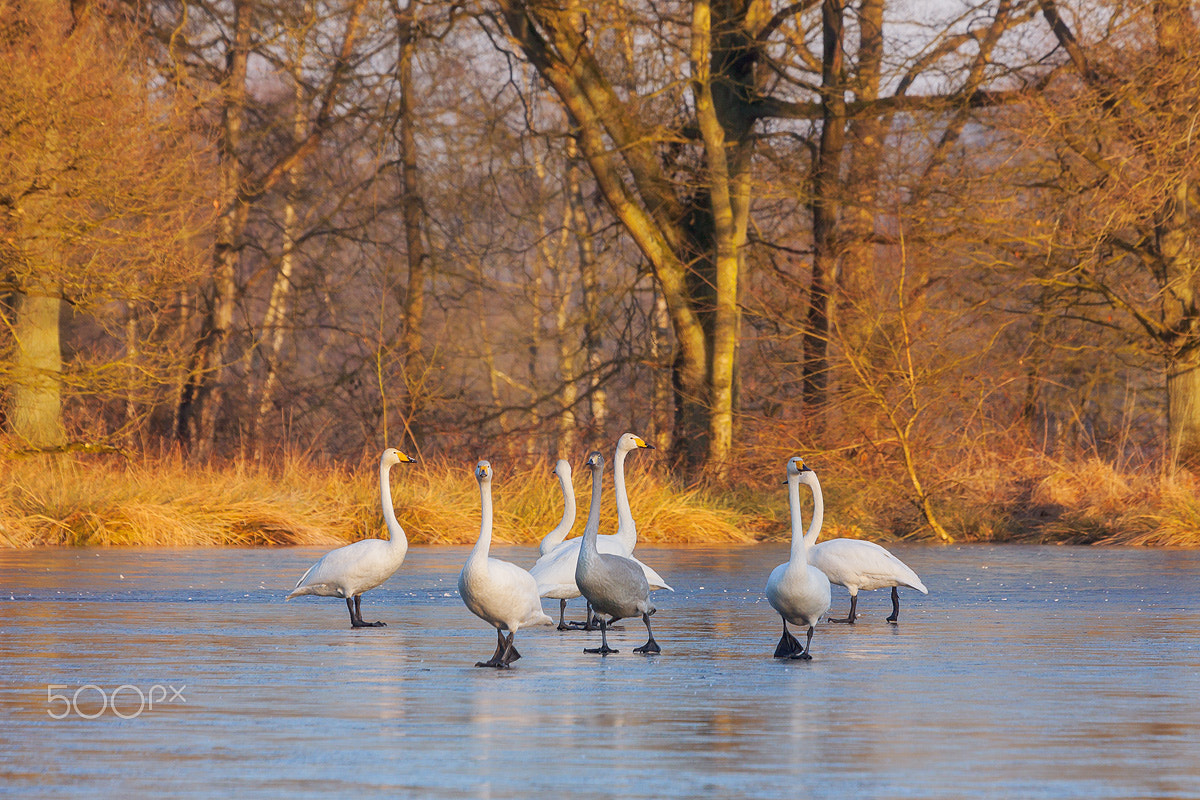 Canon EOS 50D + Canon EF 100-400mm F4.5-5.6L IS USM sample photo. Whooper swans, dancing on ice photography
