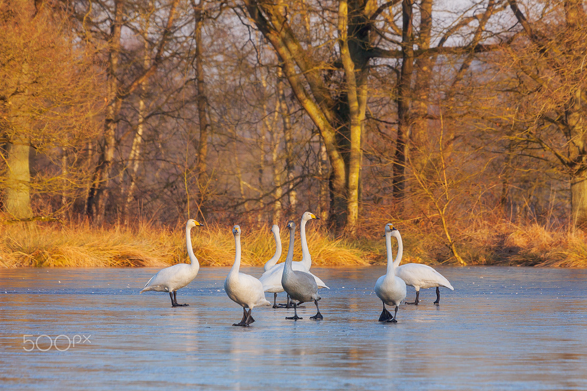 Canon EF 100-400mm F4.5-5.6L IS USM sample photo. Whooper swans, dancing on ice photography