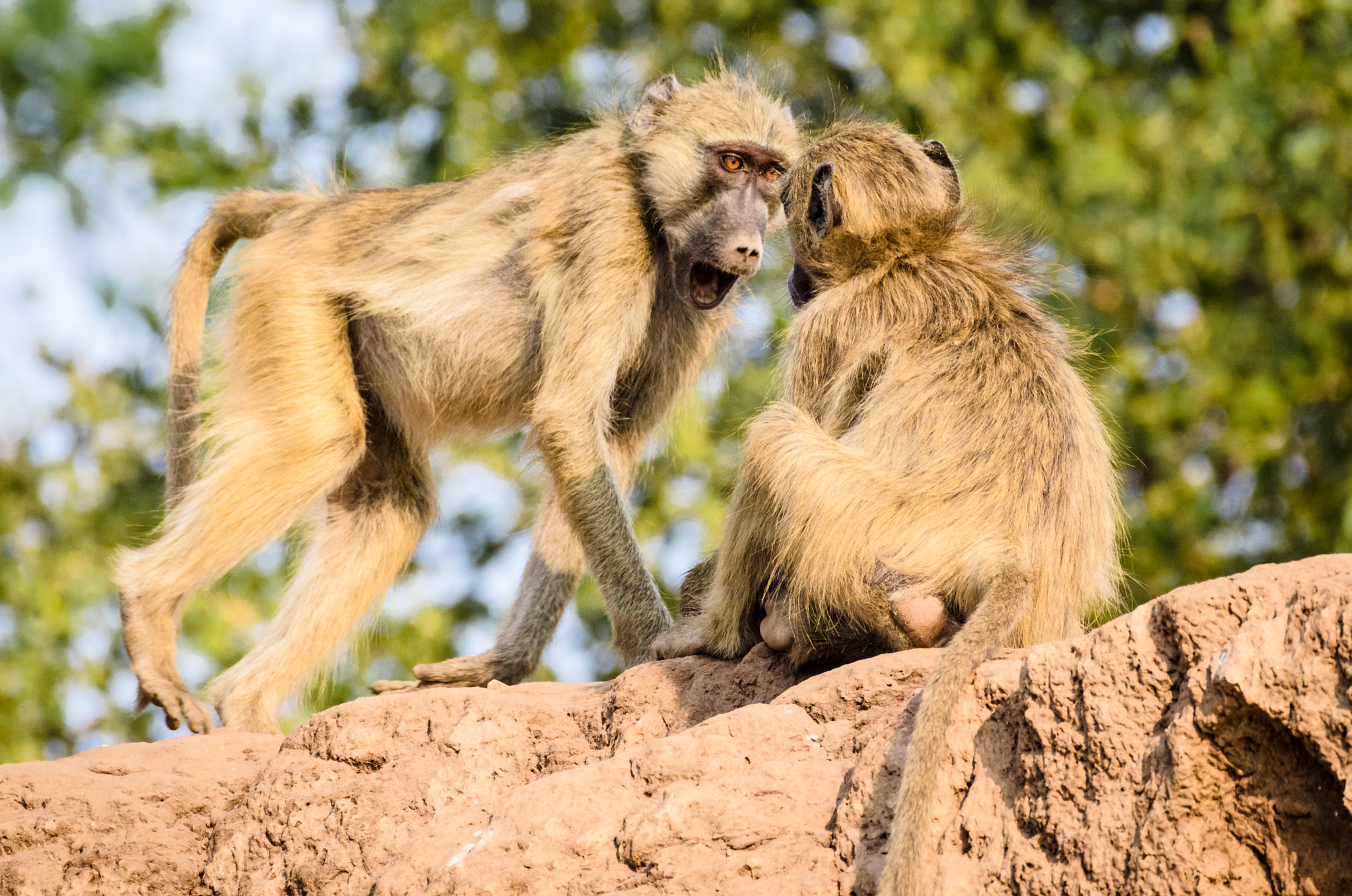 Nikon AF-S Nikkor 200-500mm F5.6E ED VR sample photo. Baboons play fighting photography
