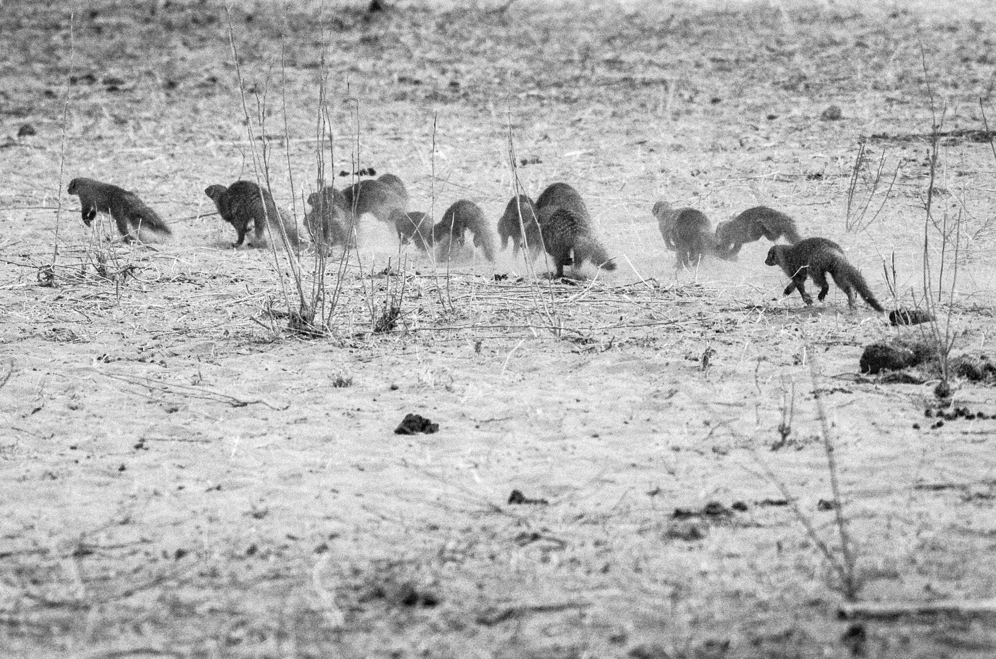 Nikon AF-S Nikkor 200-500mm F5.6E ED VR sample photo. Bandedmongoose photography