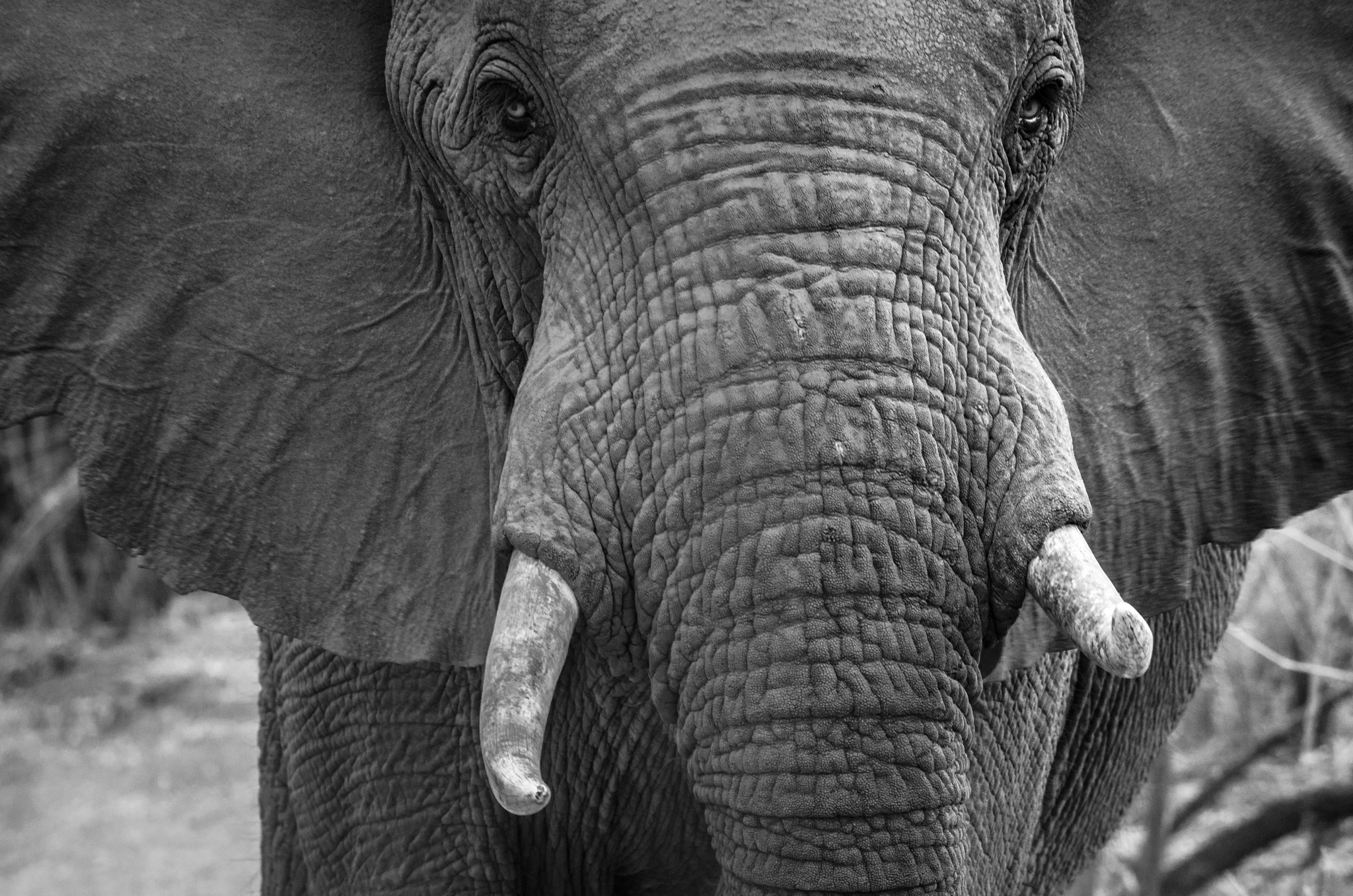 Nikon AF-S Nikkor 200-500mm F5.6E ED VR sample photo. Elephant photography