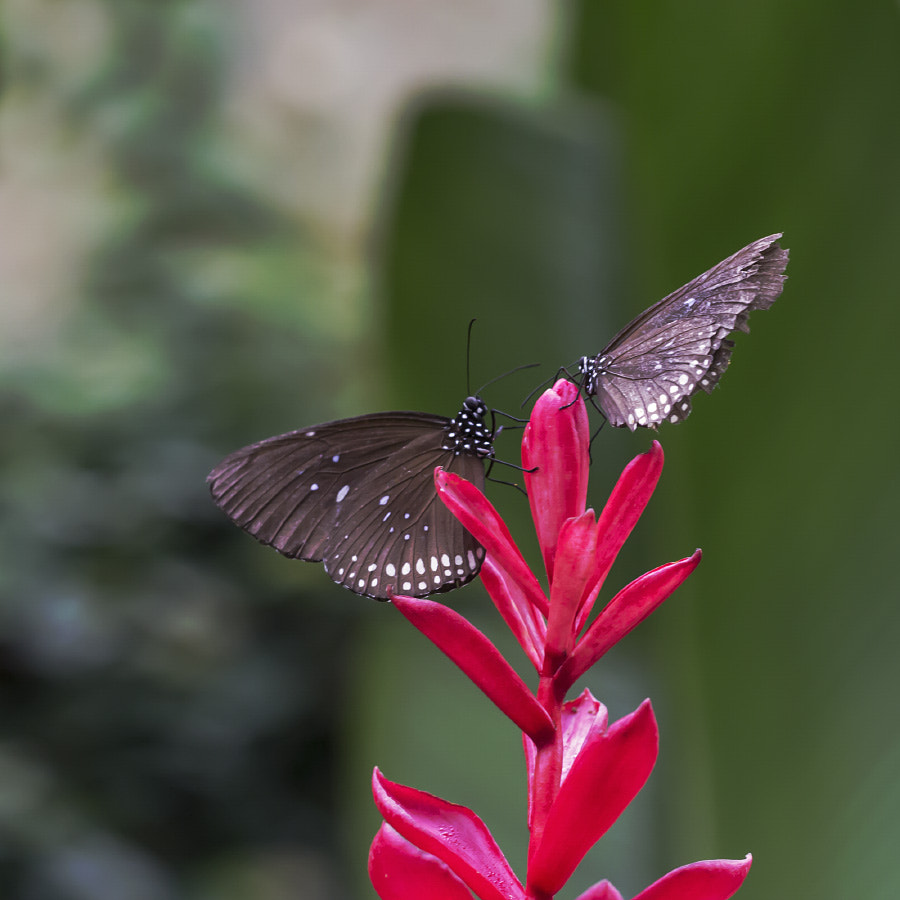 Sigma APO Macro 150mm f/2.8 EX DG HSM sample photo. Euploea modesta (2) photography