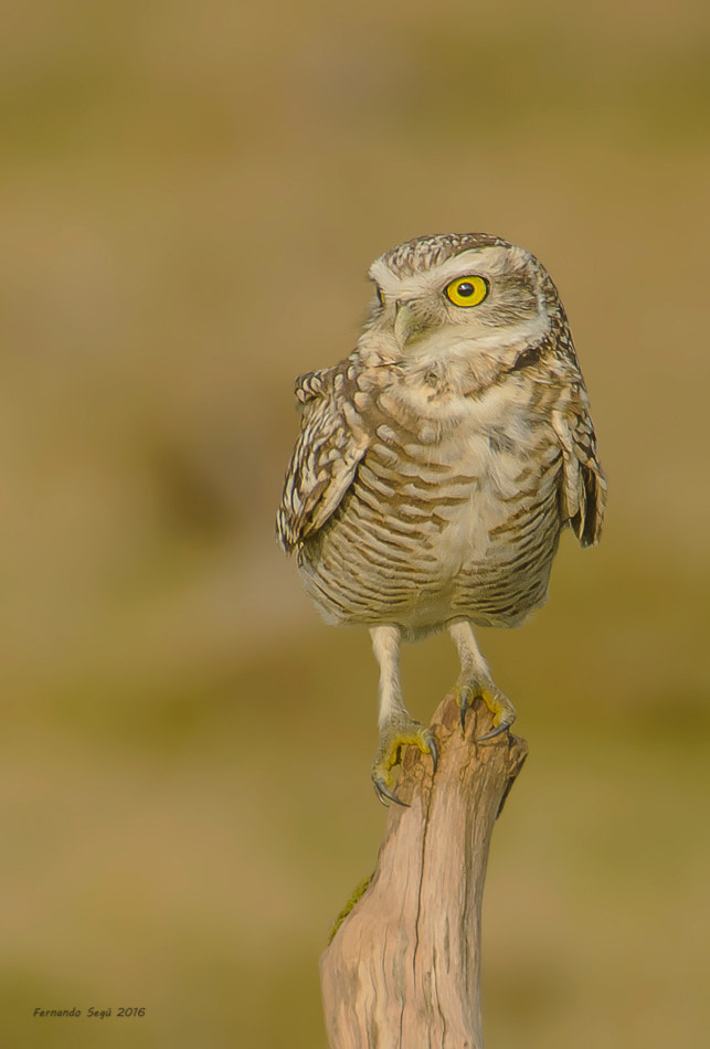 Sigma 50-500mm F4.5-6.3 DG OS HSM sample photo. Xxtw edited photography