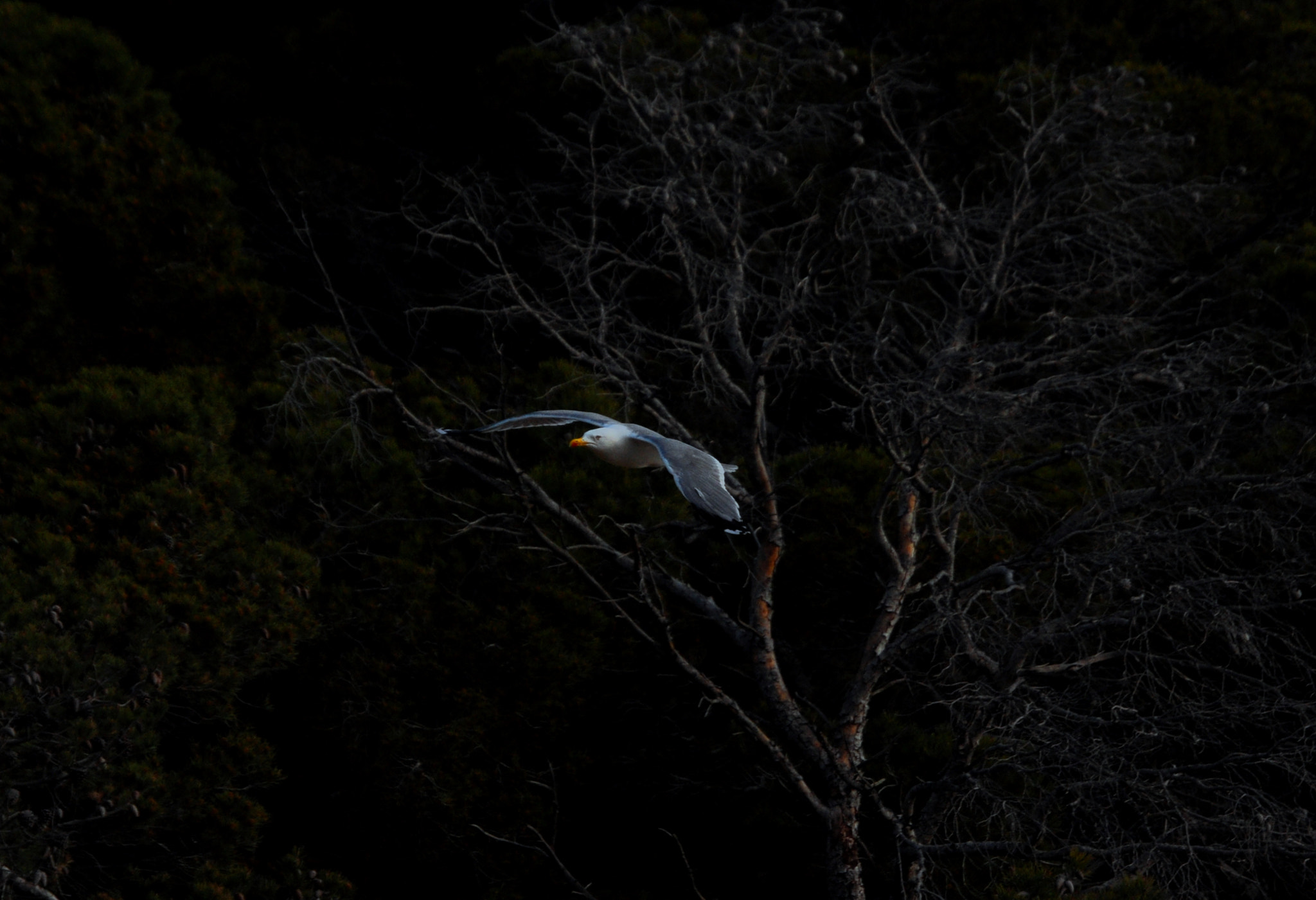 Nikon D5000 sample photo. Seagull -1 photography