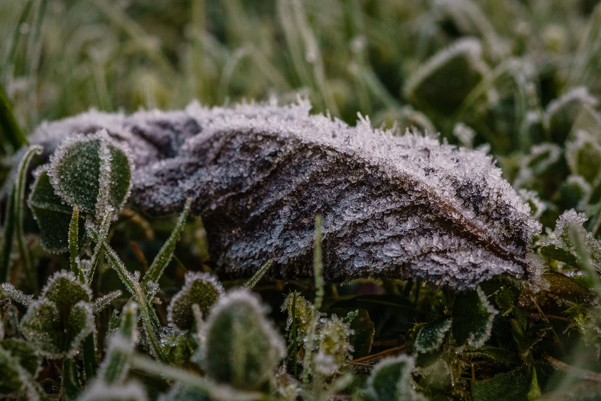 Sony a6000 + Sony FE 50mm F2.8 Macro sample photo. Dew photography