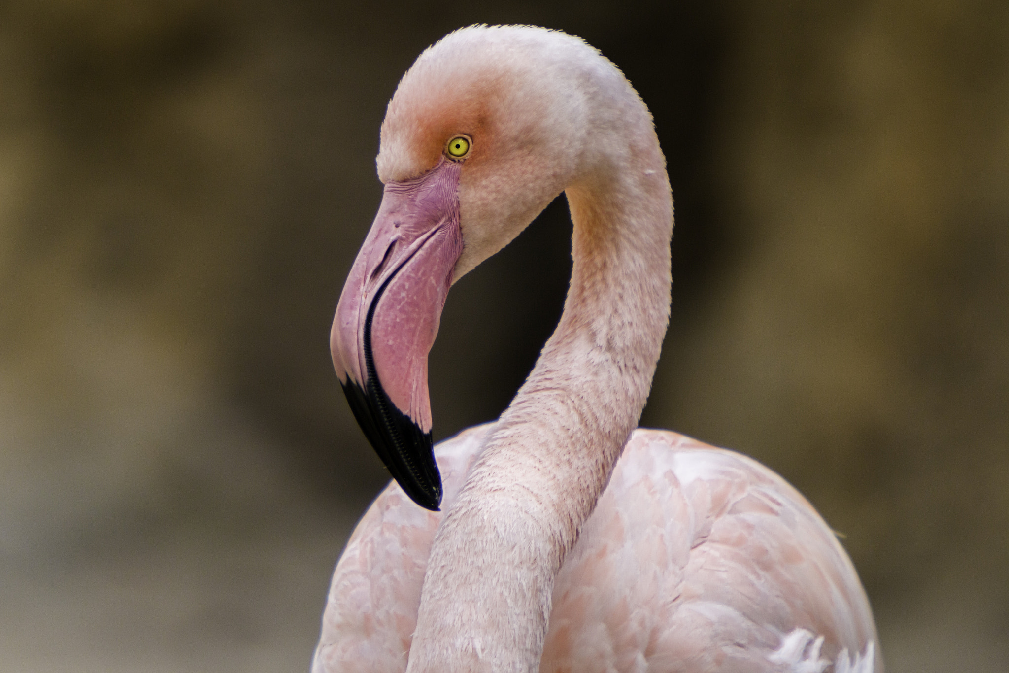 Canon EF 70-200mm F2.8L IS USM sample photo. Flamingo photography