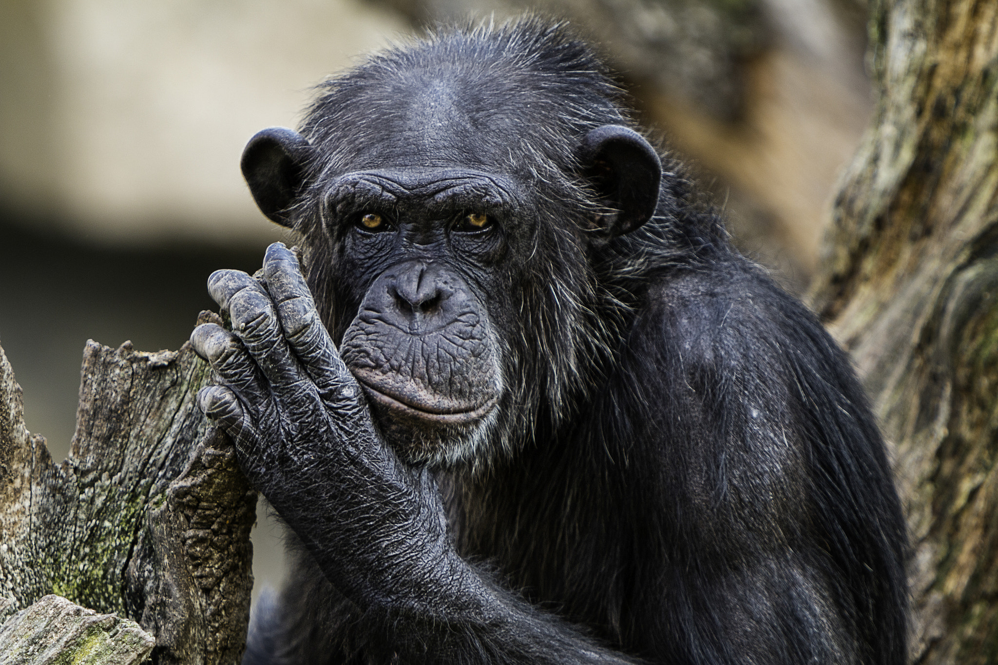 Canon EF 70-200mm F2.8L IS USM sample photo. Chimpancé photography