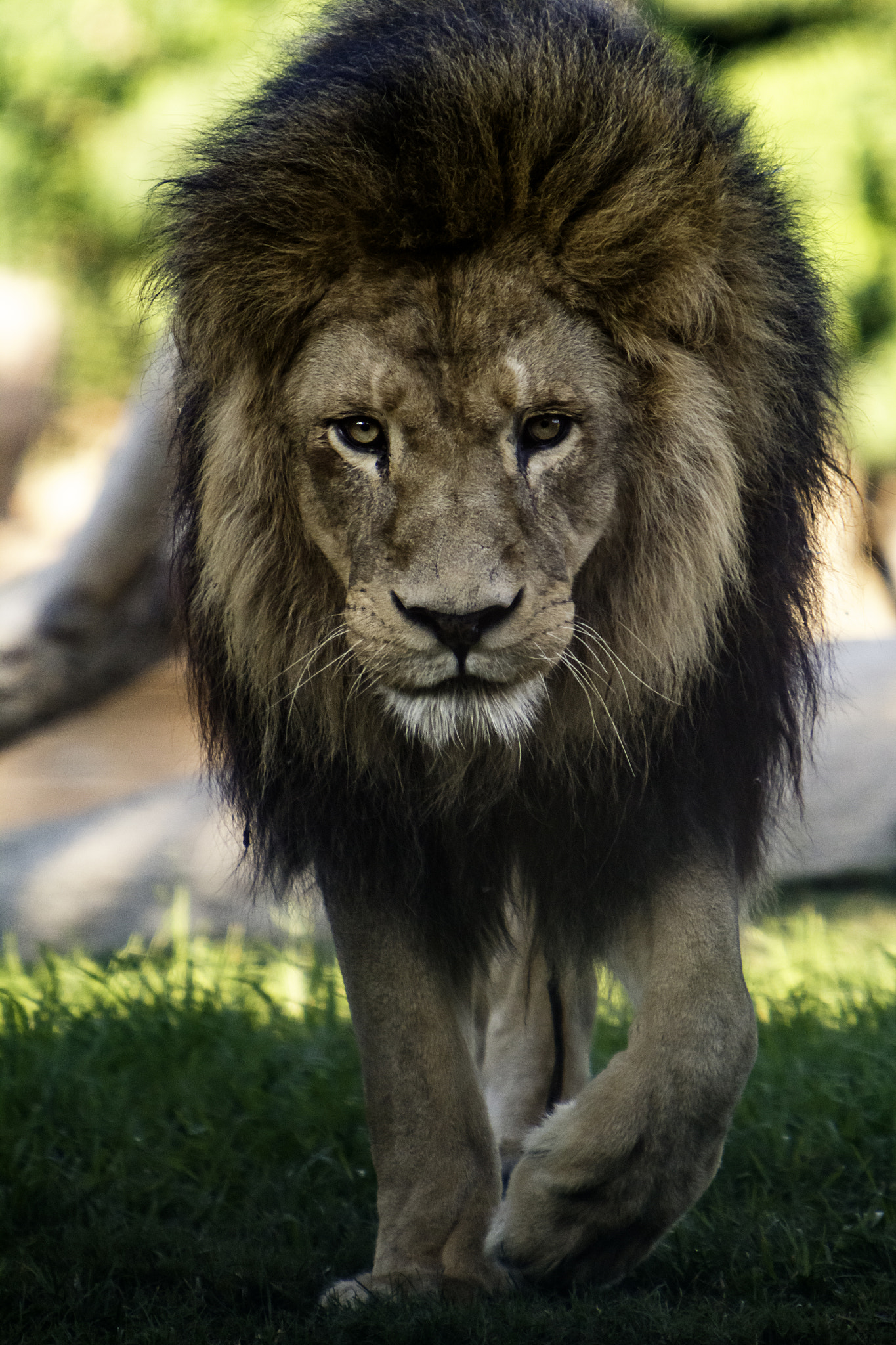 Canon EF 70-200mm F2.8L IS USM sample photo. Lion photography