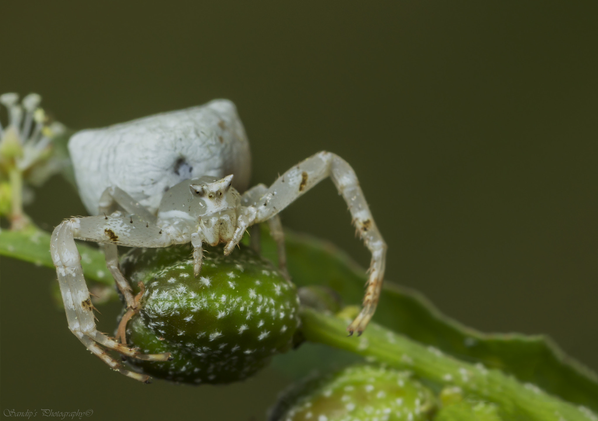Canon EOS 600D (Rebel EOS T3i / EOS Kiss X5) + Tamron SP AF 90mm F2.8 Di Macro sample photo. White crab spider..... photography
