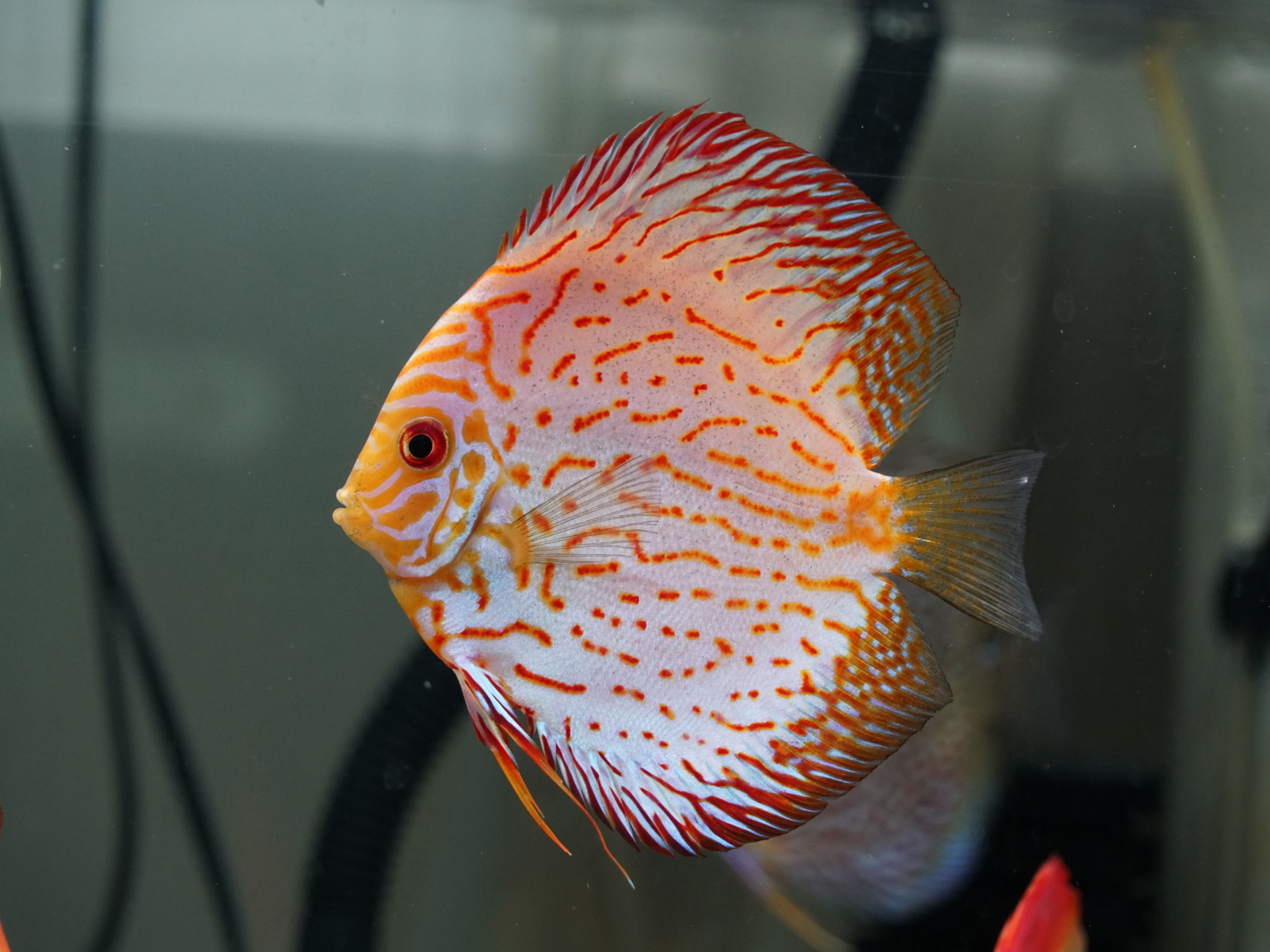 Sony E 55-210mm F4.5-6.3 OSS sample photo. Wonderful discus fish photography