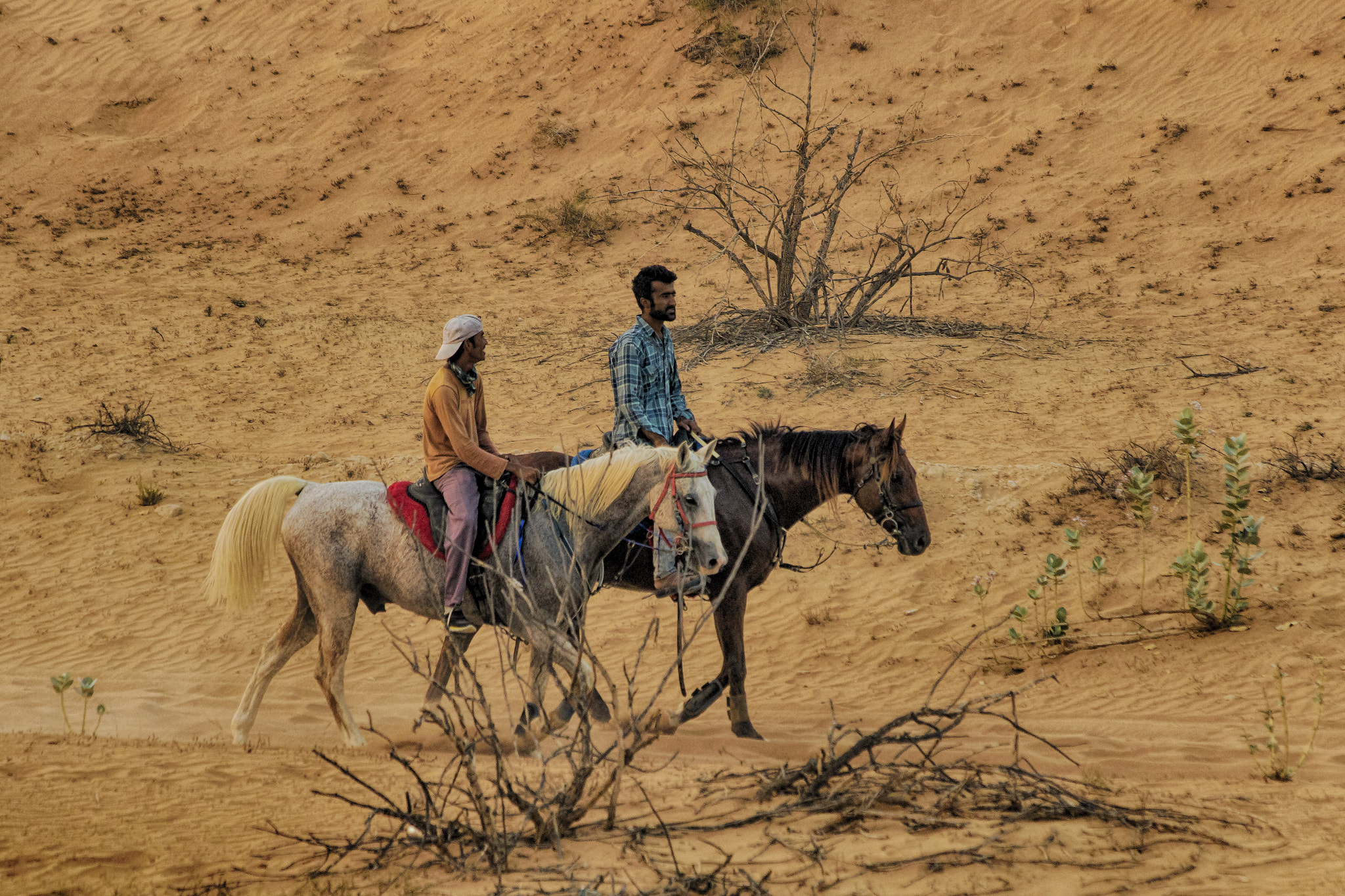 Canon EF 70-300mm F4-5.6 IS USM sample photo. Horses photography