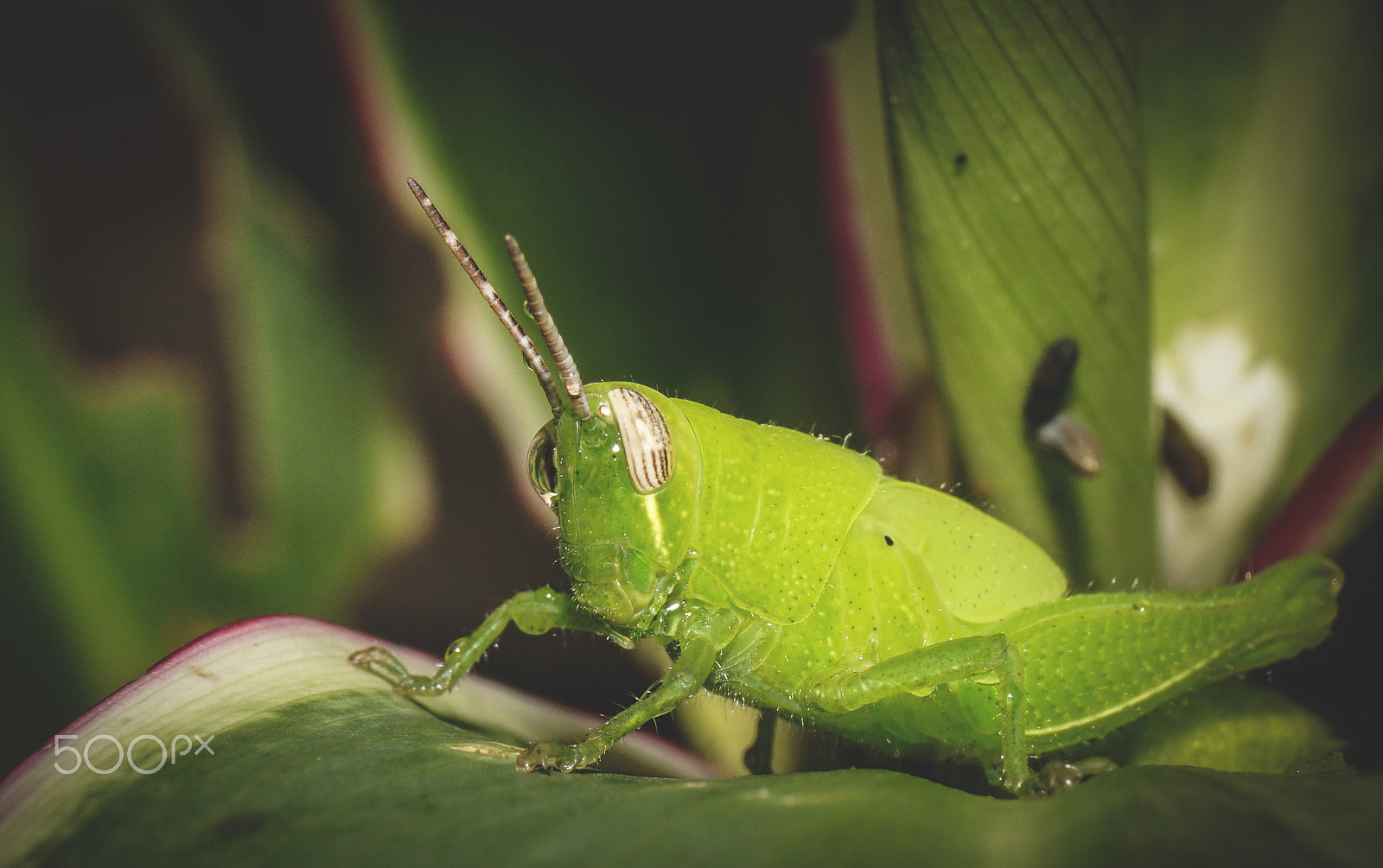 Sony ILCA-77M2 sample photo. Green hopper photography