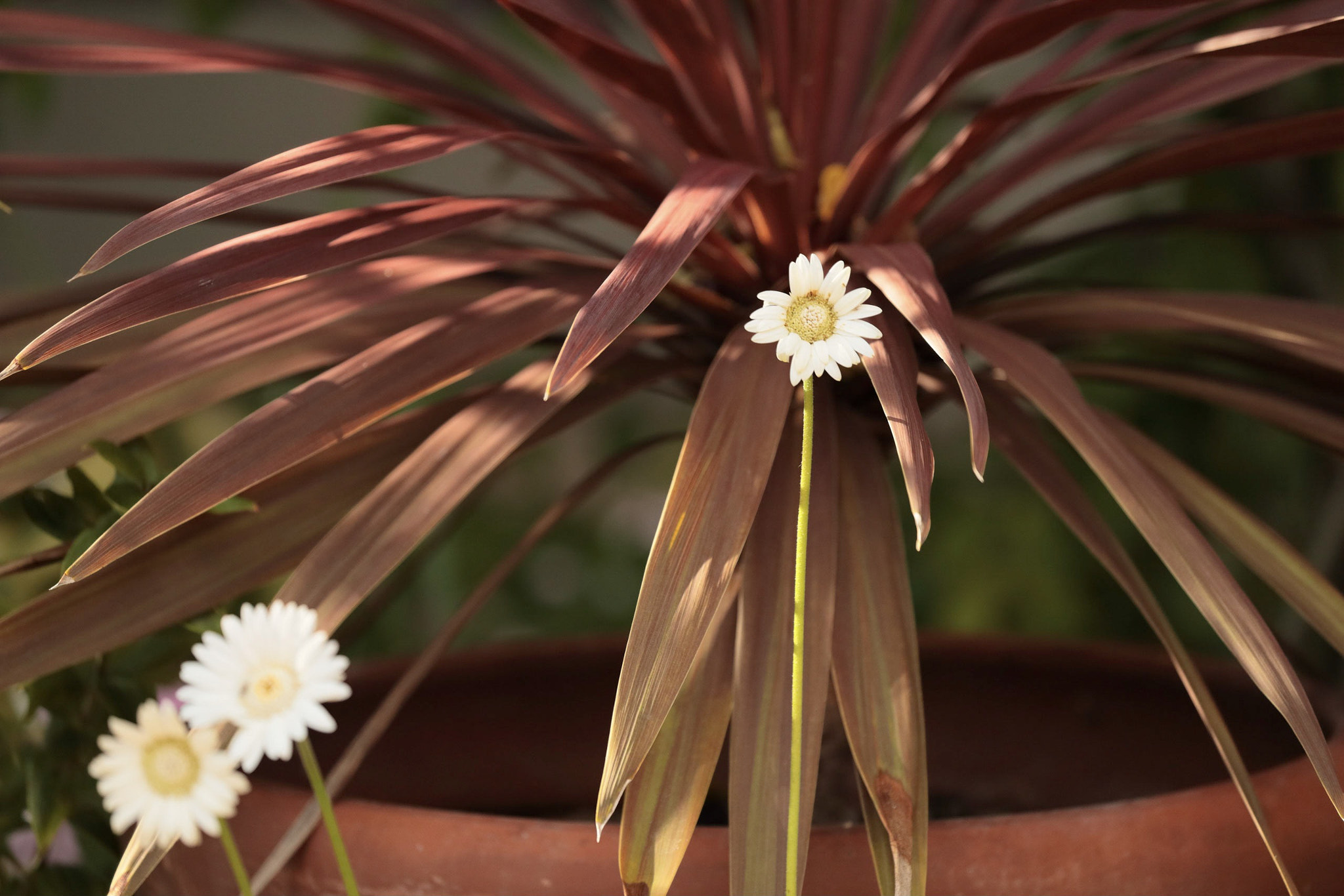 Canon EOS-1D X Mark II sample photo. Flowers photography