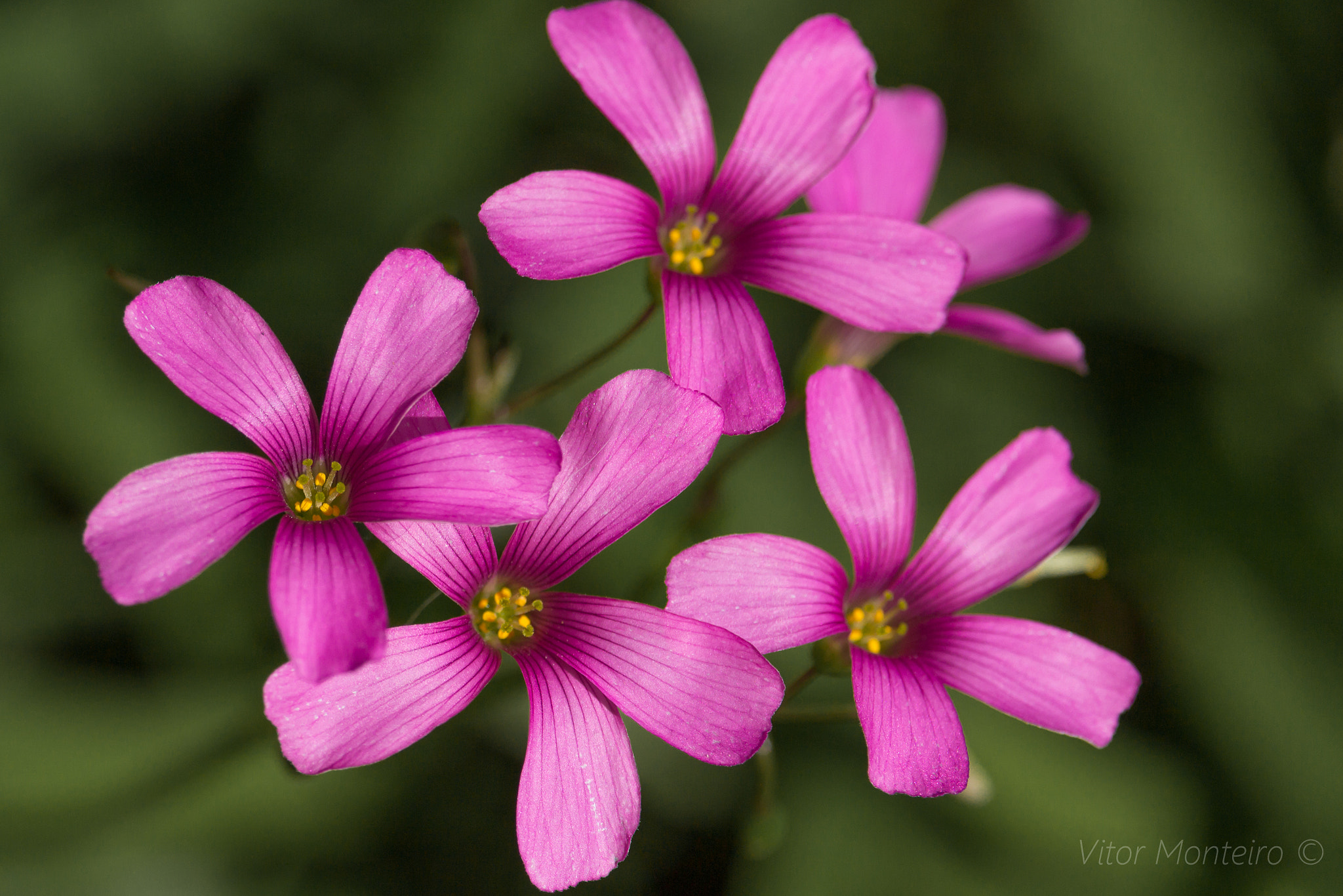 Canon EF-S 55-250mm F4-5.6 IS STM sample photo