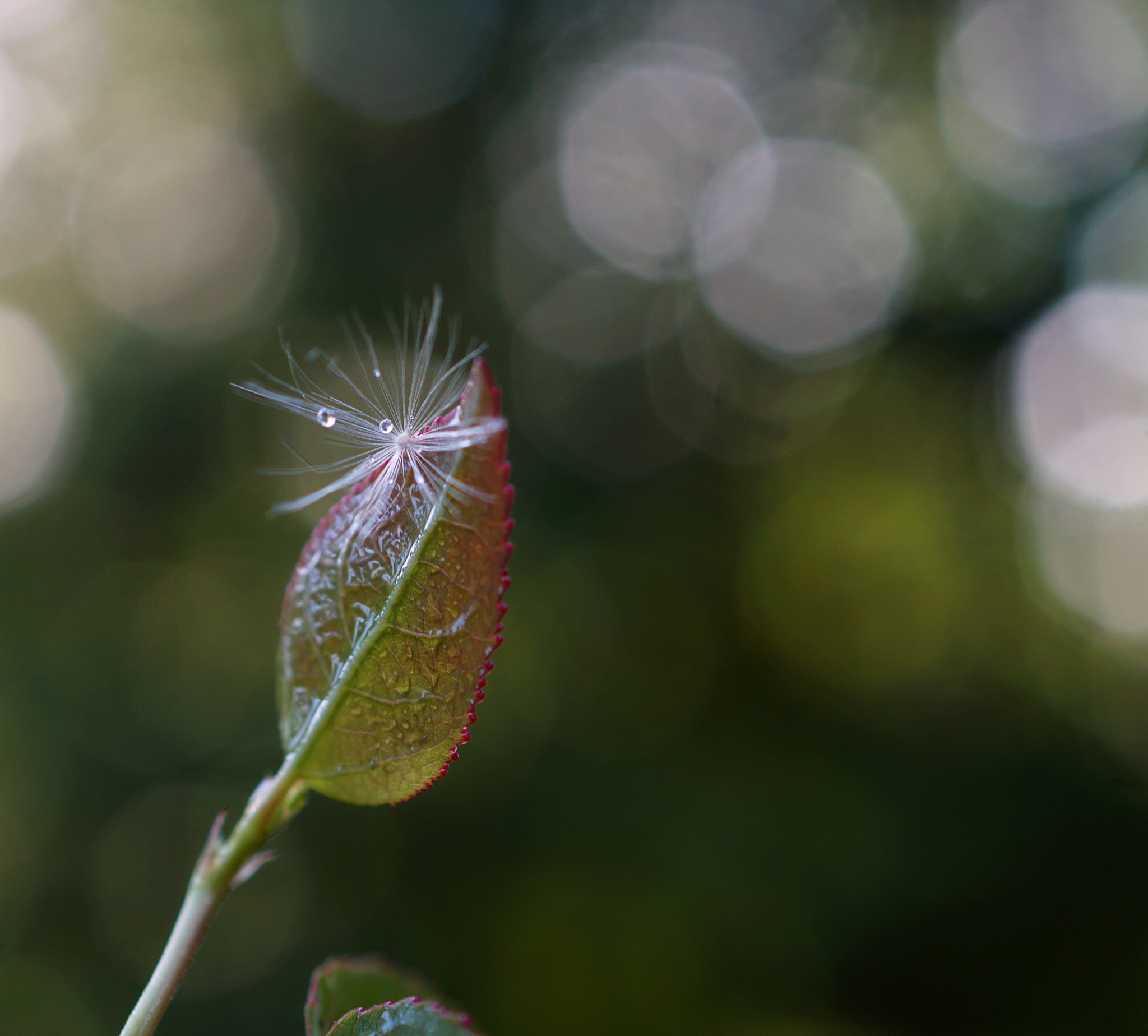 Sony DT 30mm F2.8 Macro SAM sample photo. A place to rest... photography