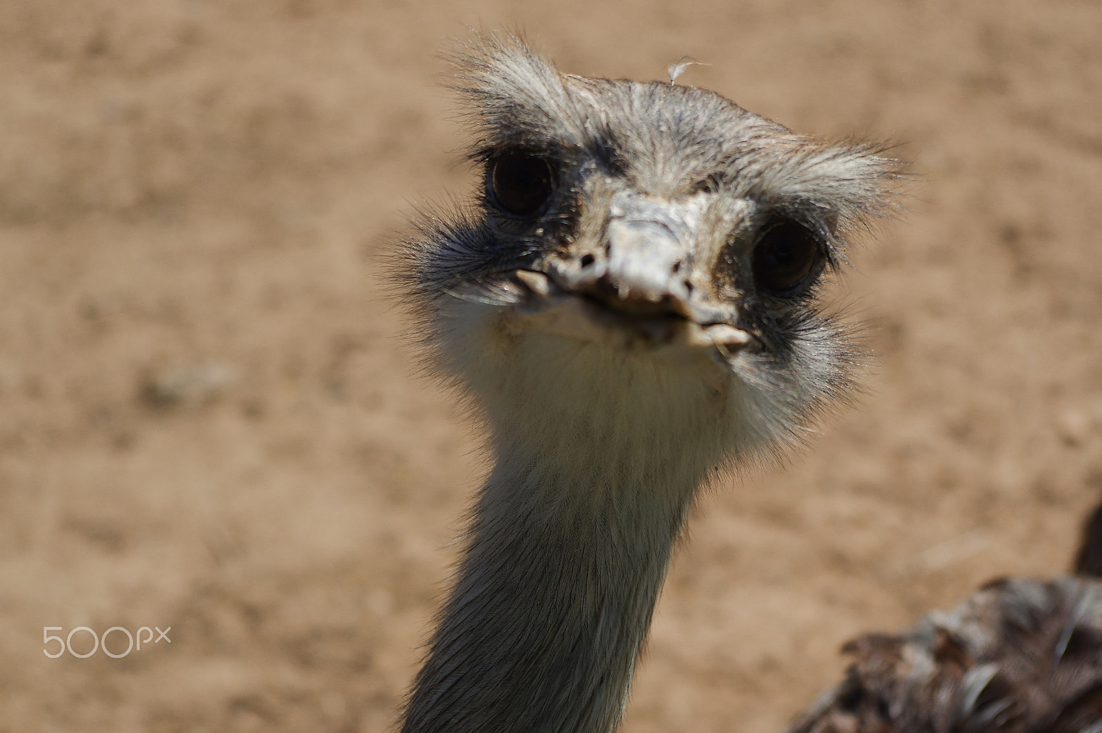 Pentax K-3 + smc PENTAX-DA L 18-55mm F3.5-5.6 AL WR sample photo. Ostrich head closeup, funny face of a strauss photography