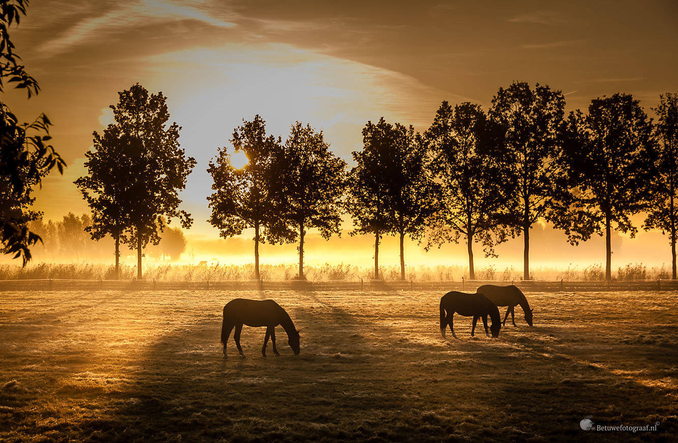 Canon EOS 5D Mark II + Sigma 24-105mm f/4 DG OS HSM | A sample photo. Horses at the dutch dawn...... photography