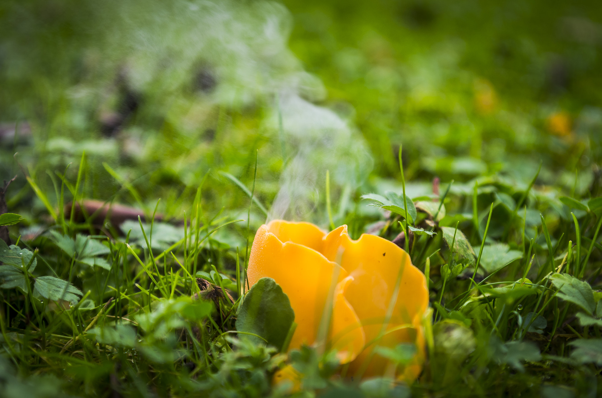 Pentax K-5 sample photo. Orange peel fungus (aleuria aurantia) ejaculates° photography