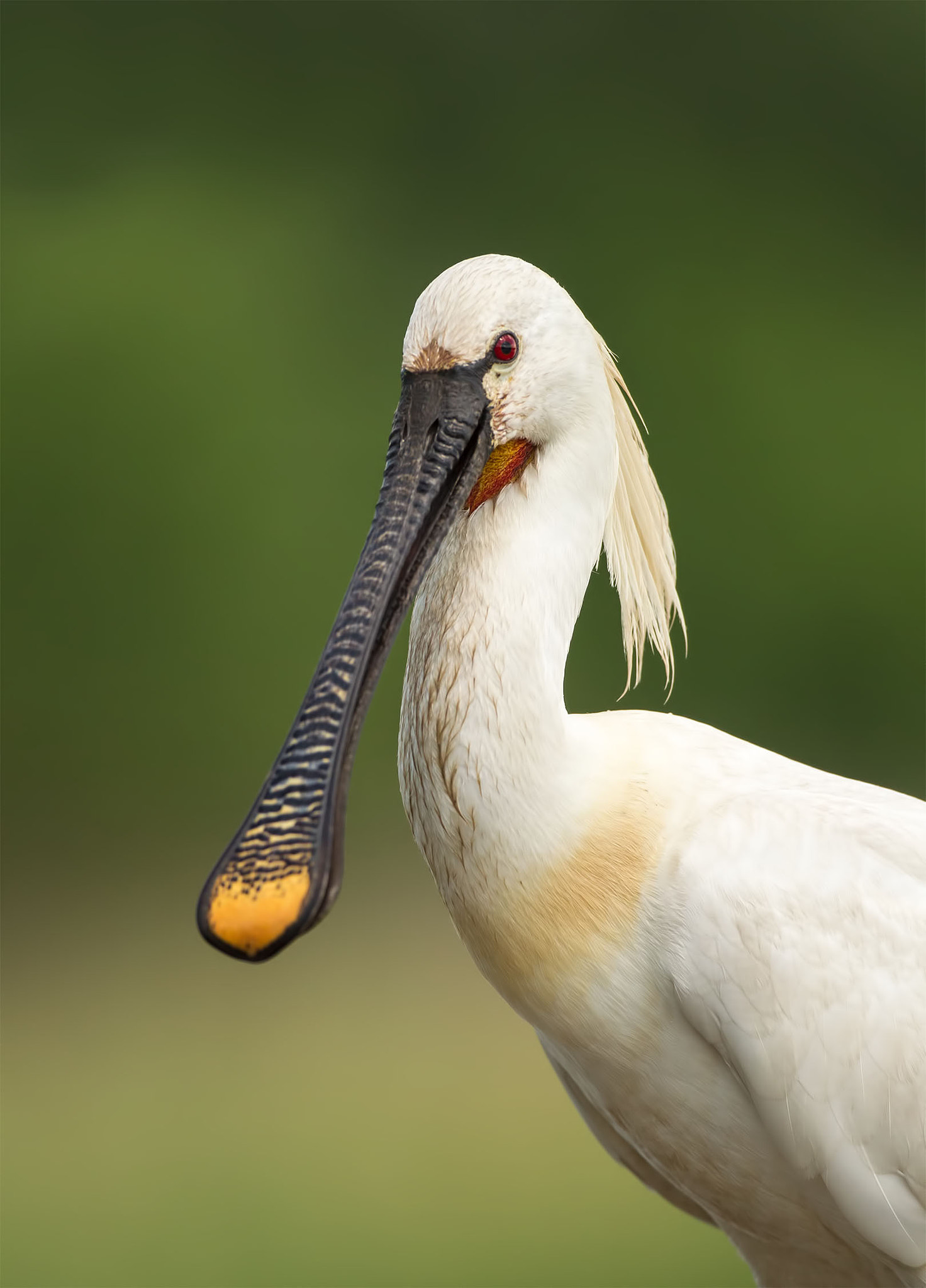 Canon EF 500mm F4L IS USM sample photo. Spoonbill portrait photography