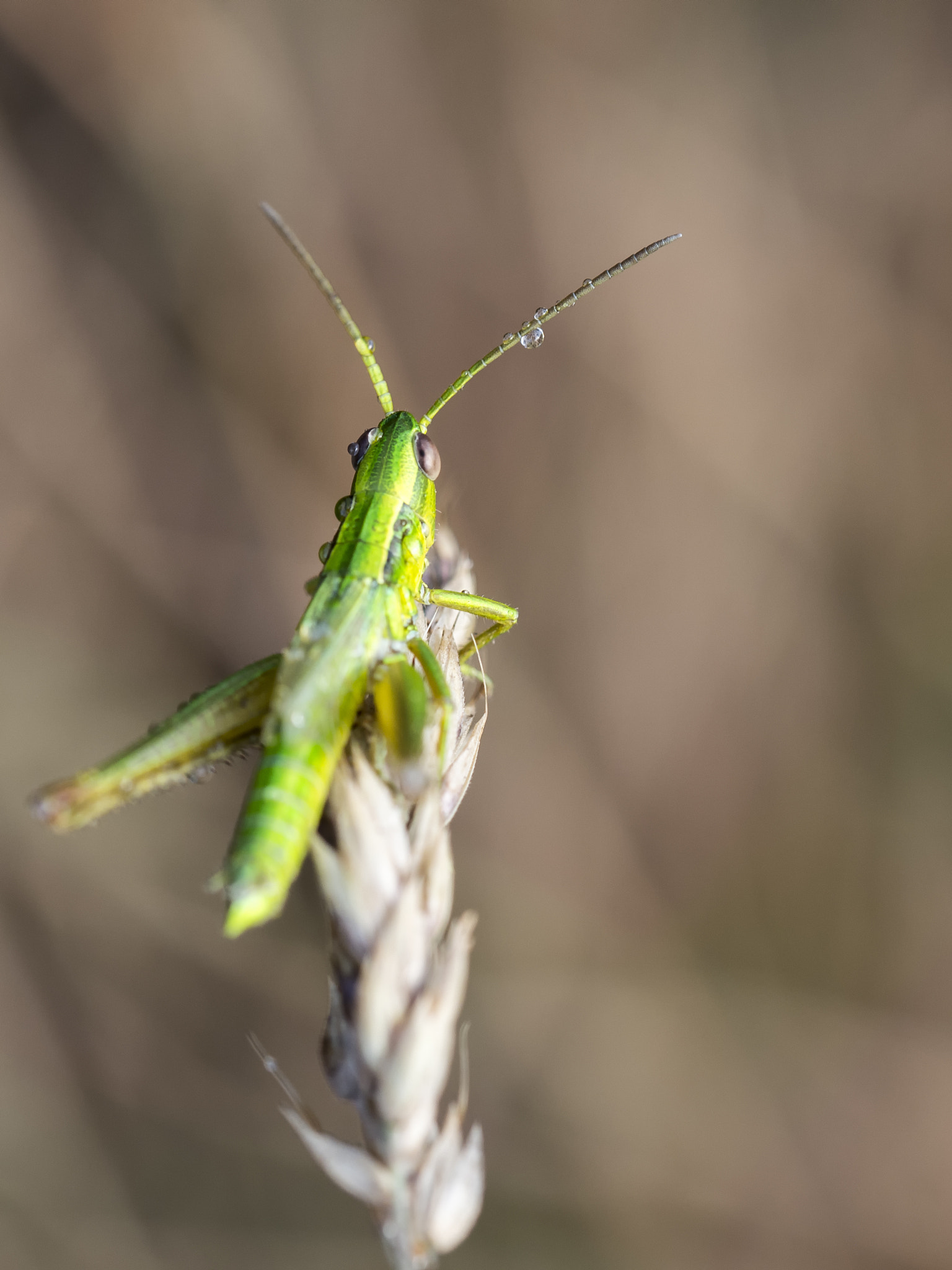 Olympus PEN E-PM2 sample photo. Grasshopper photography